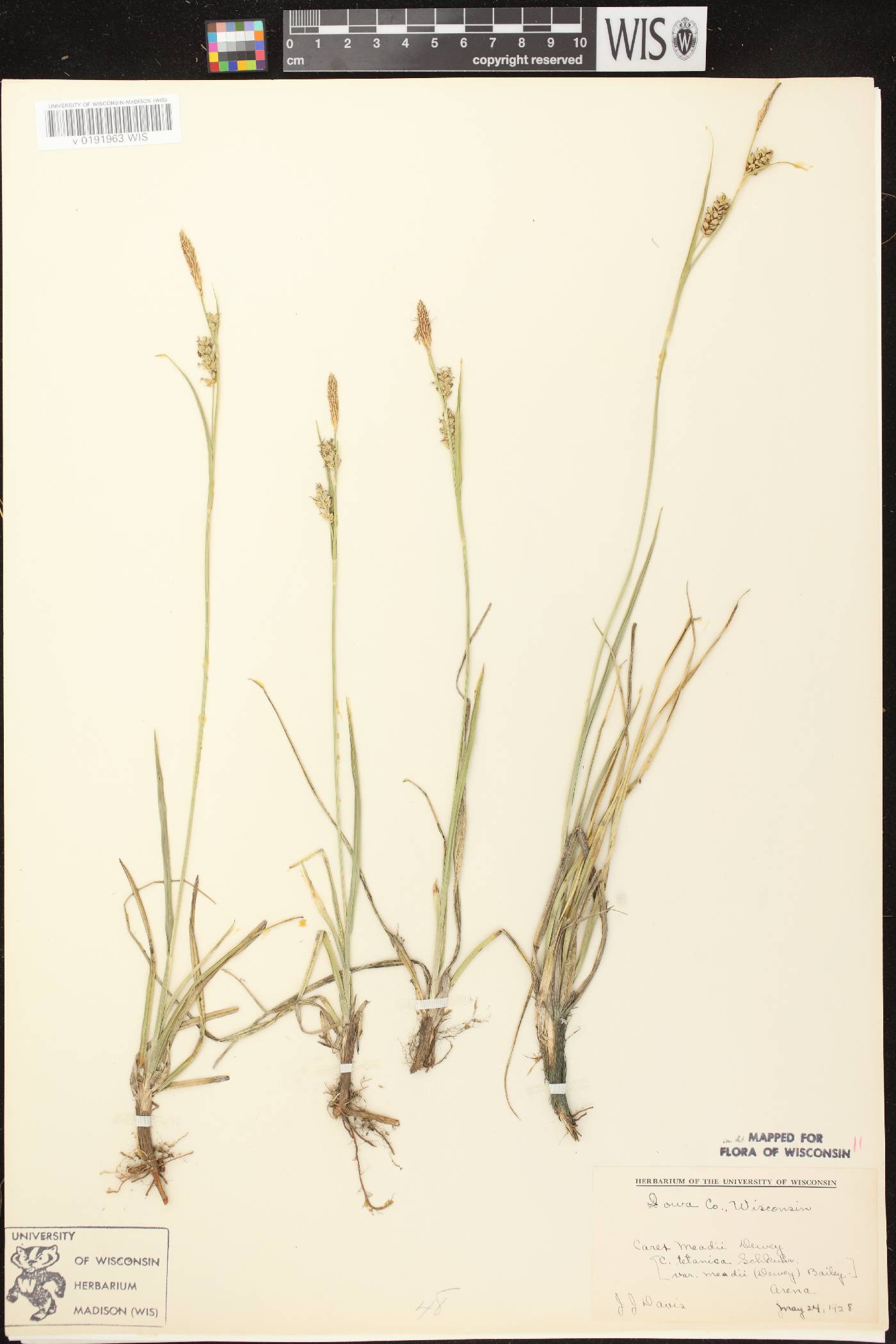 Carex meadii image