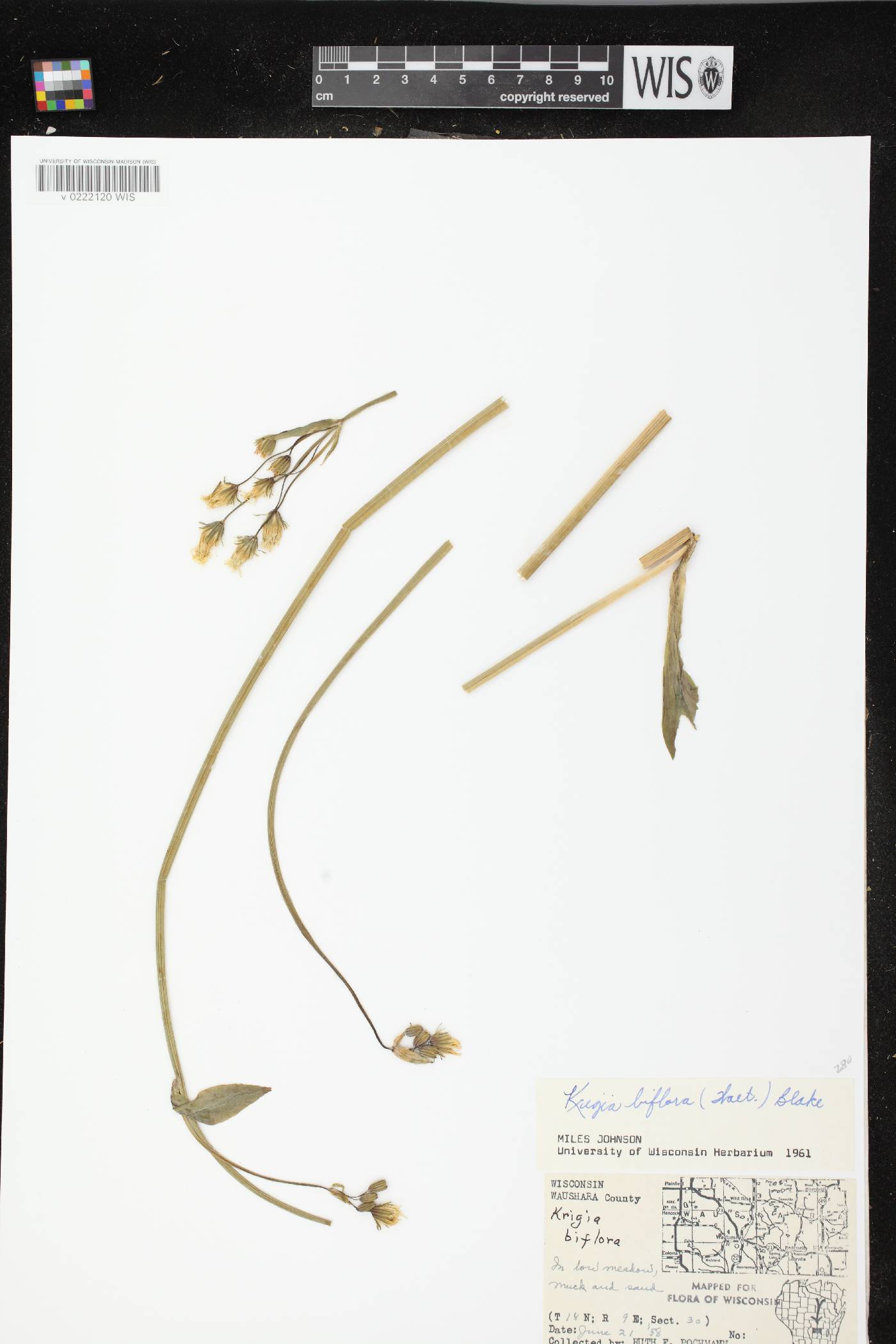 Krigia biflora subsp. biflora image