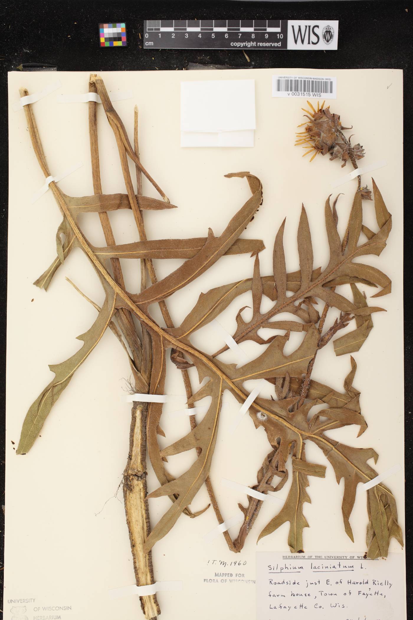Silphium laciniatum image