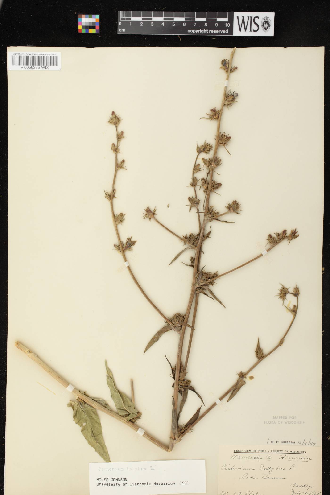Cichorium intybus image