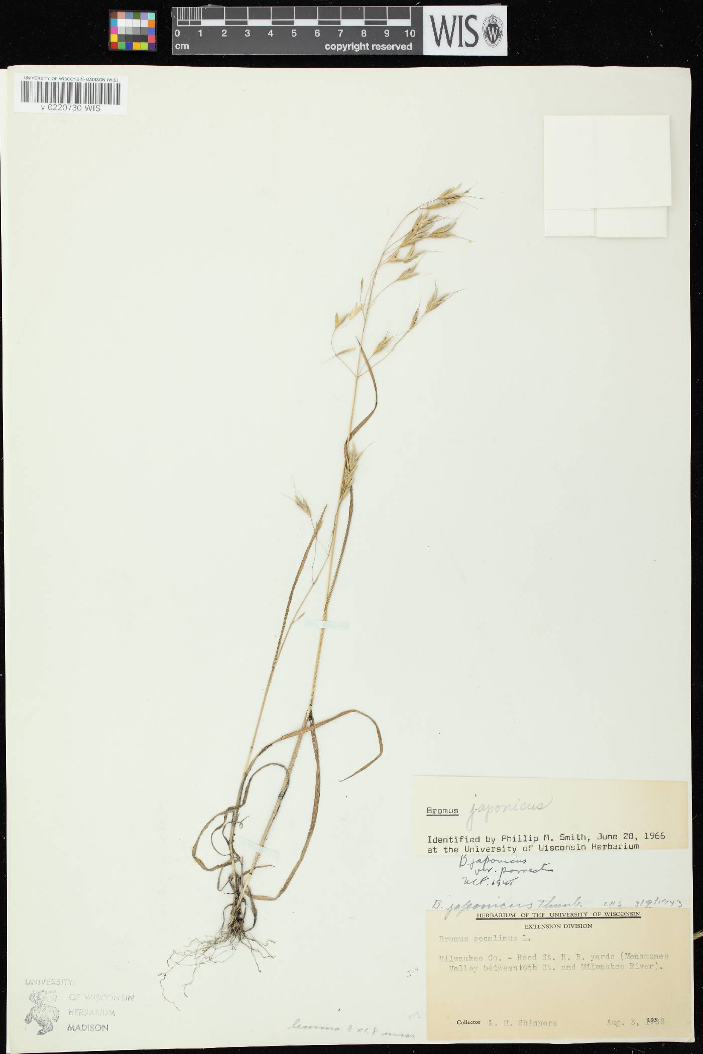 Bromus arvensis image