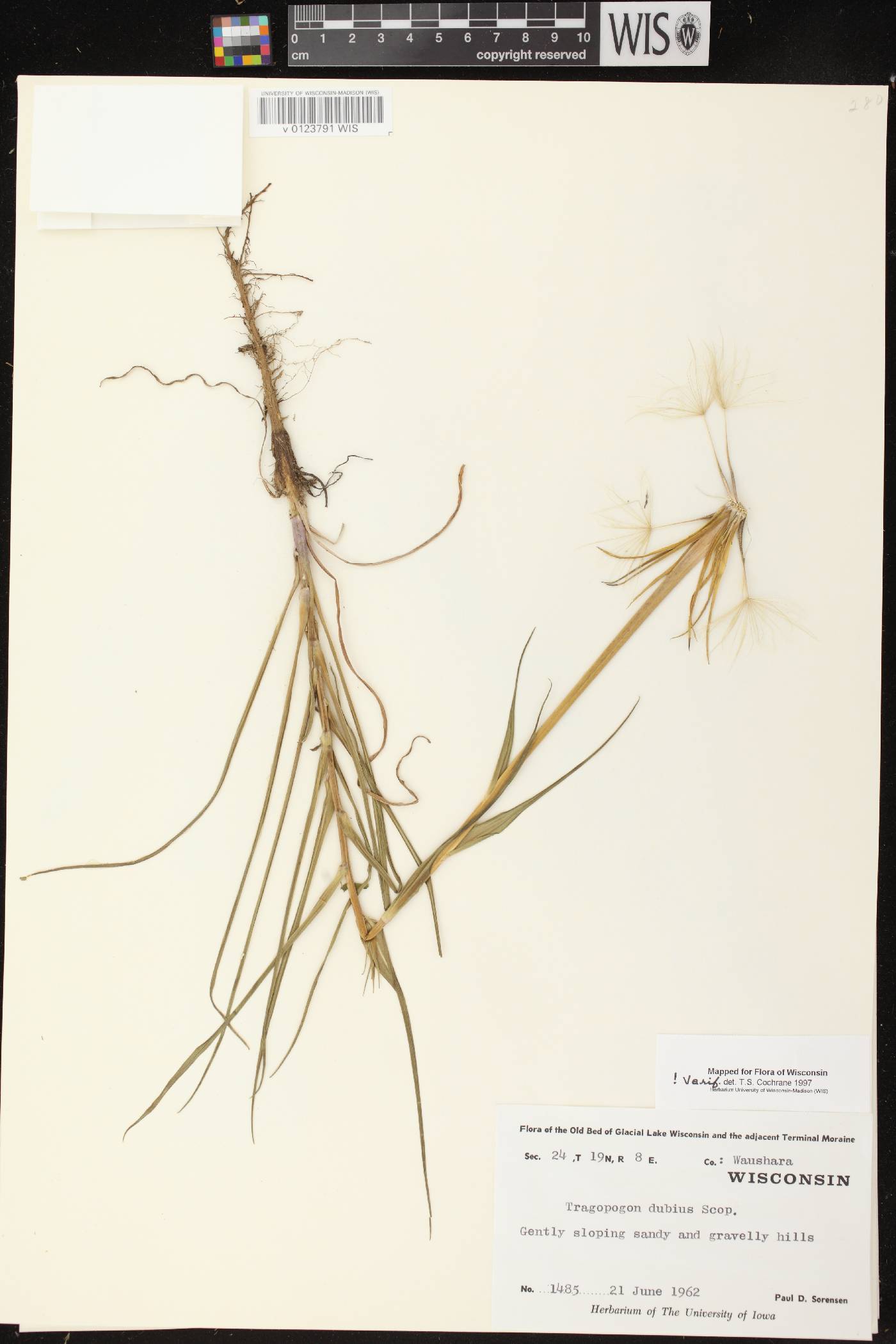 Tragopogon dubius image