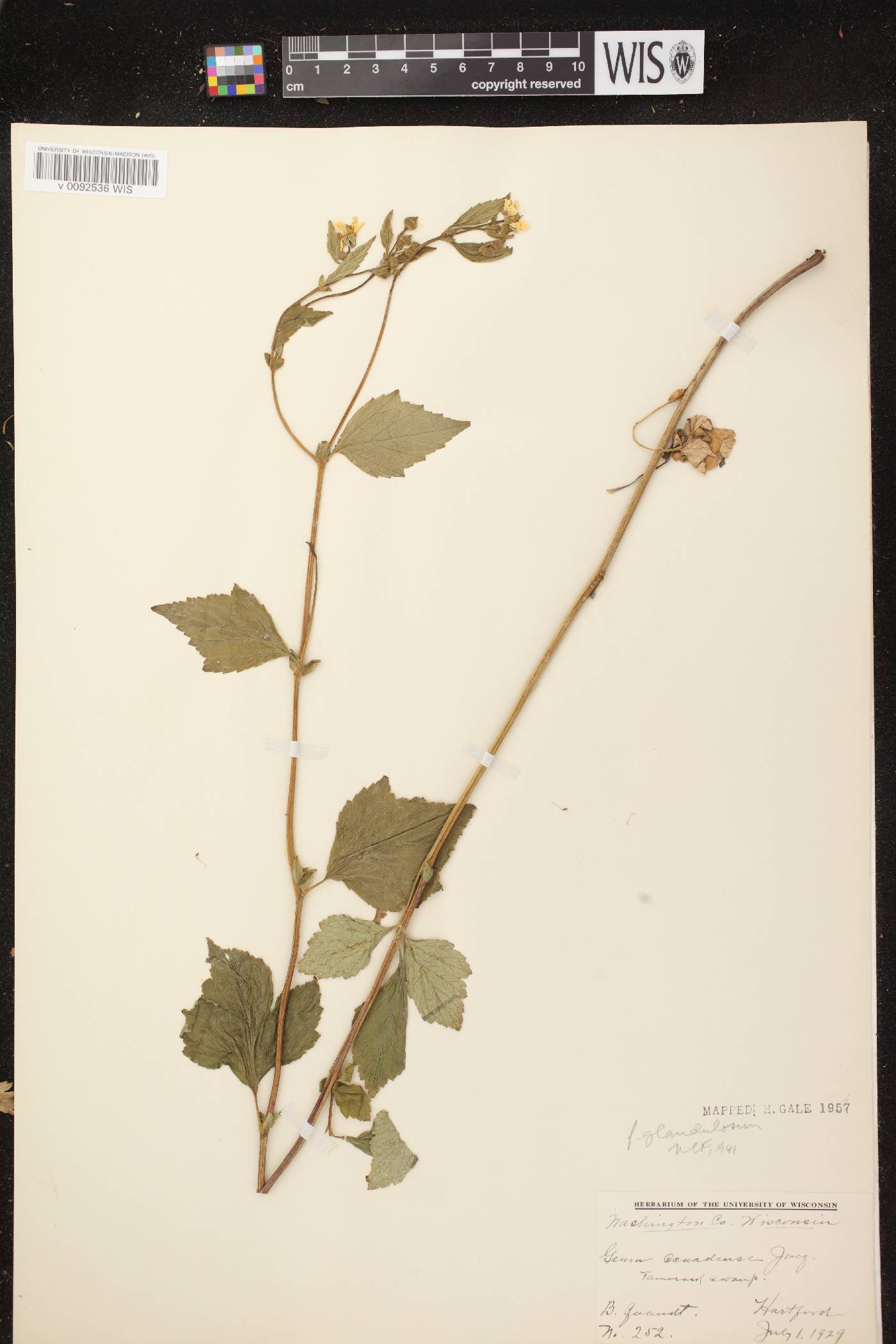 Geum canadense image