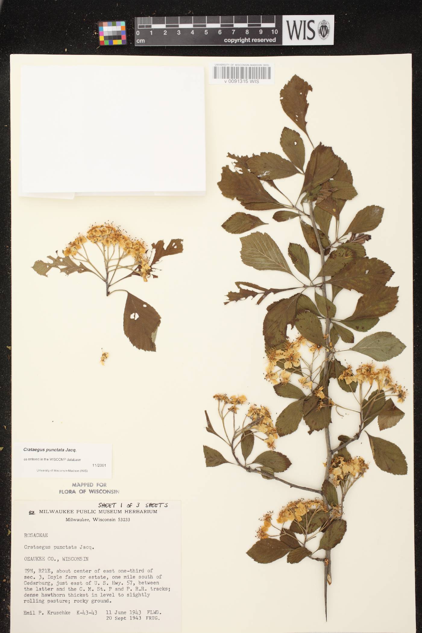 Crataegus punctata image