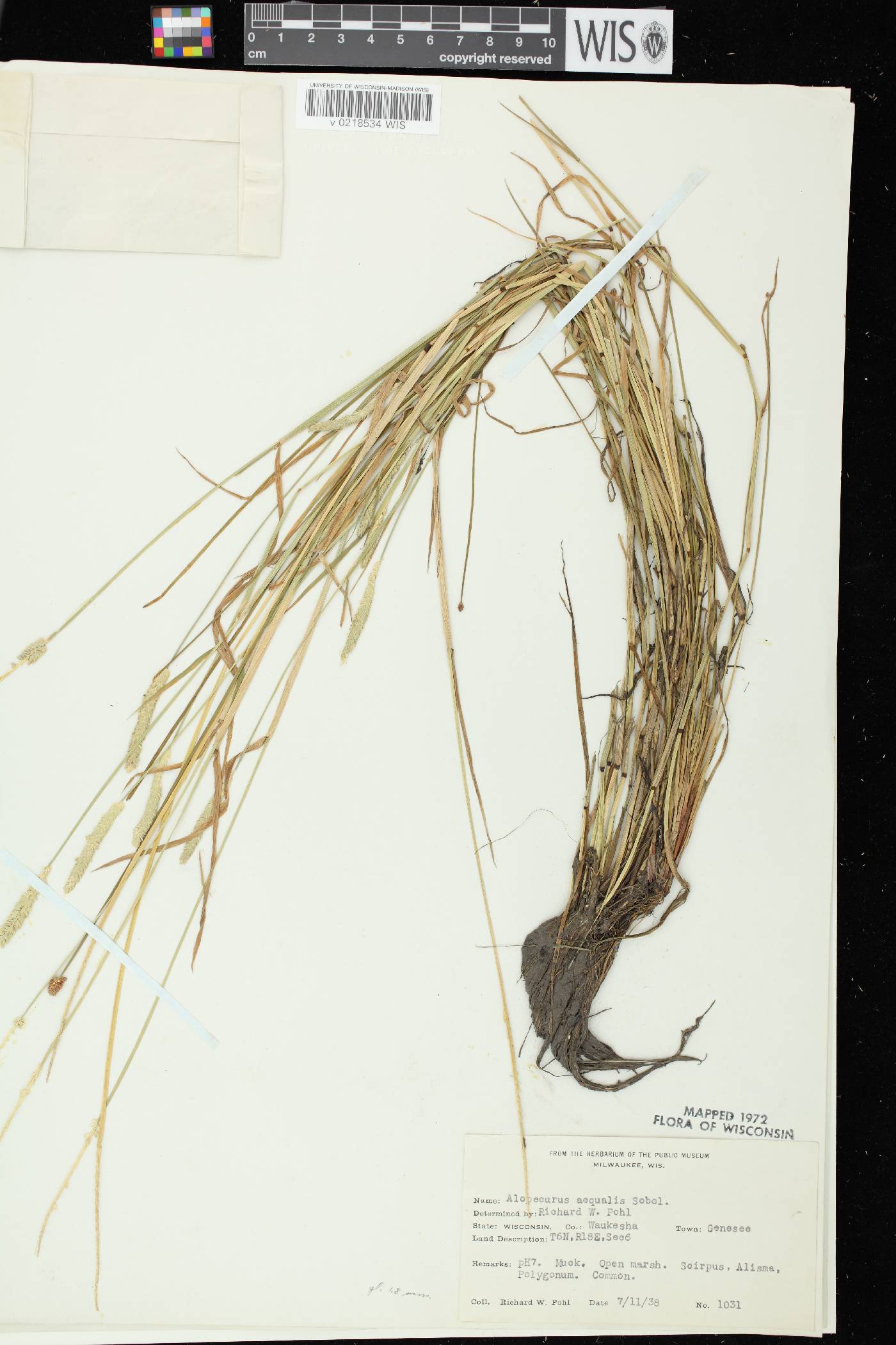 Alopecurus aequalis image