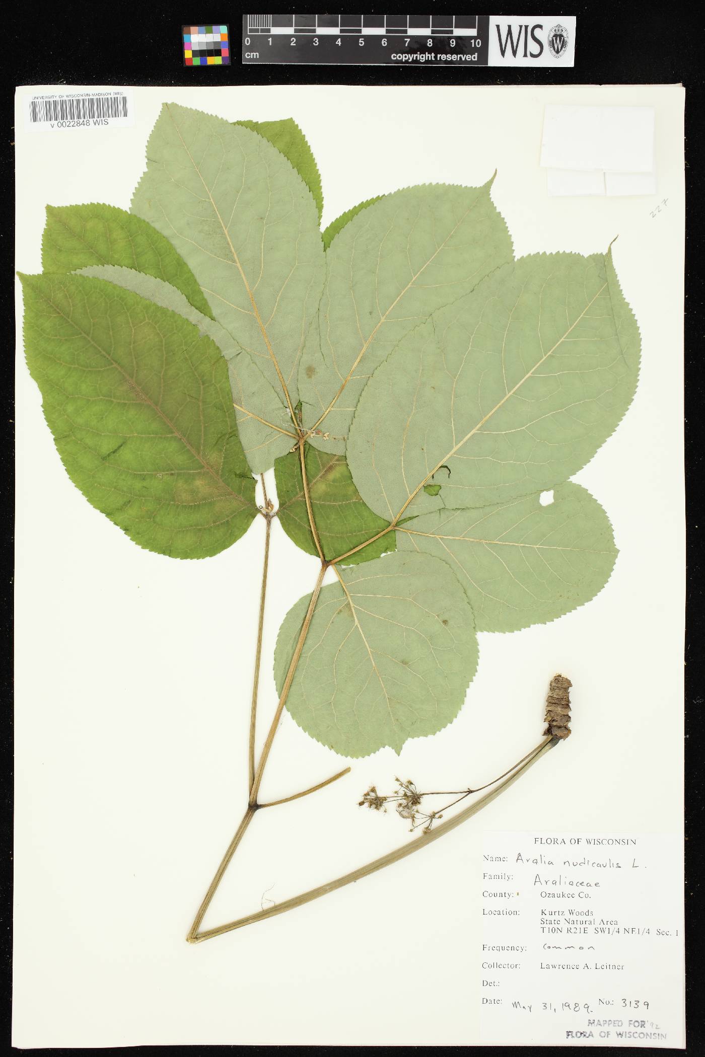 Aralia nudicaulis image