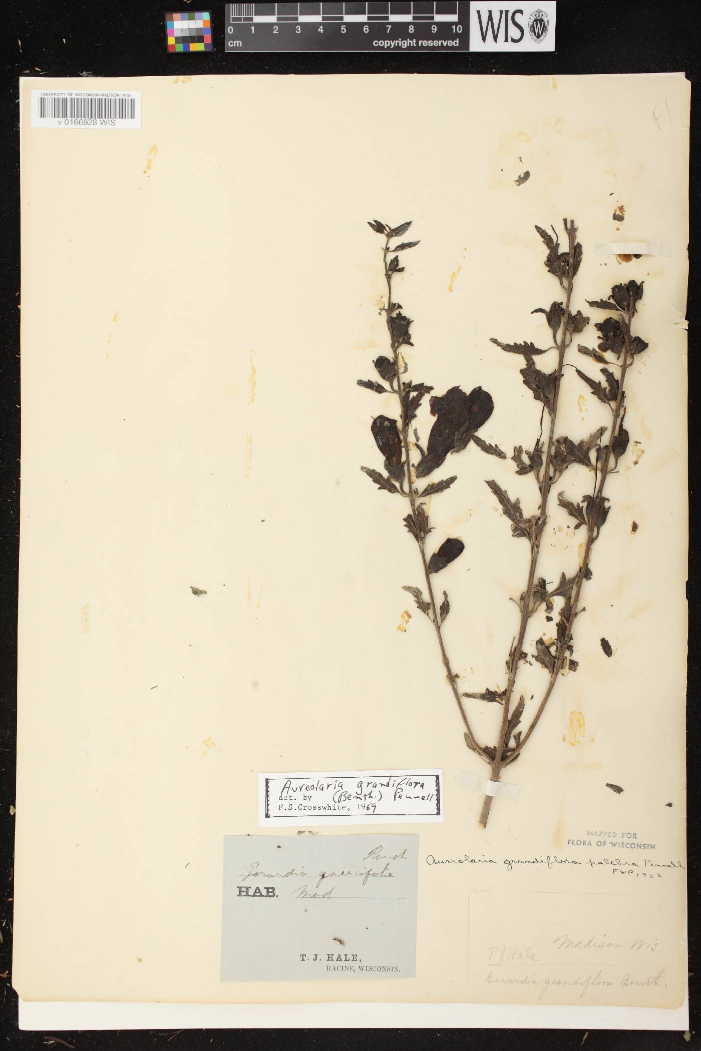 Aureolaria grandiflora var. pulchra image