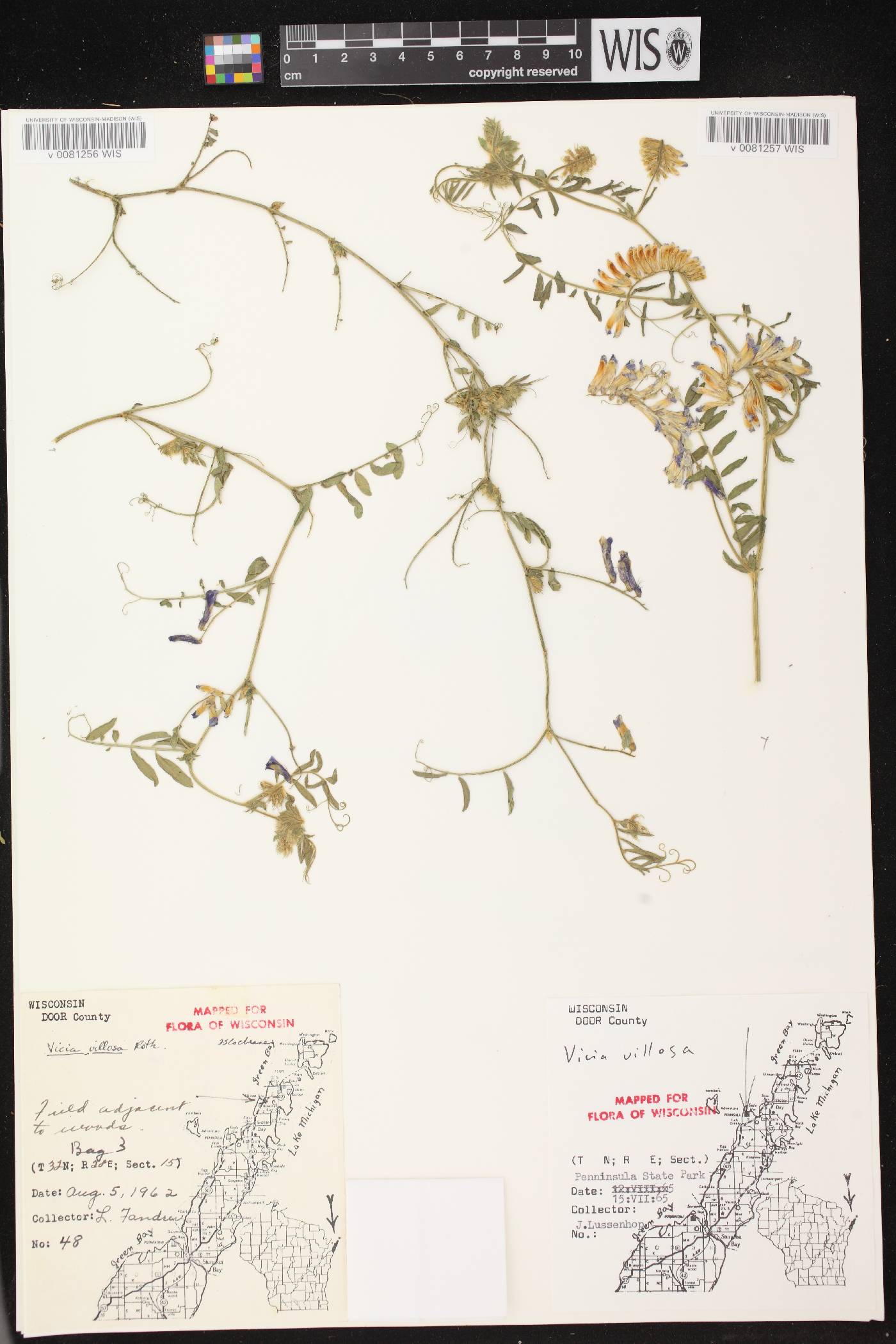 Vicia villosa image