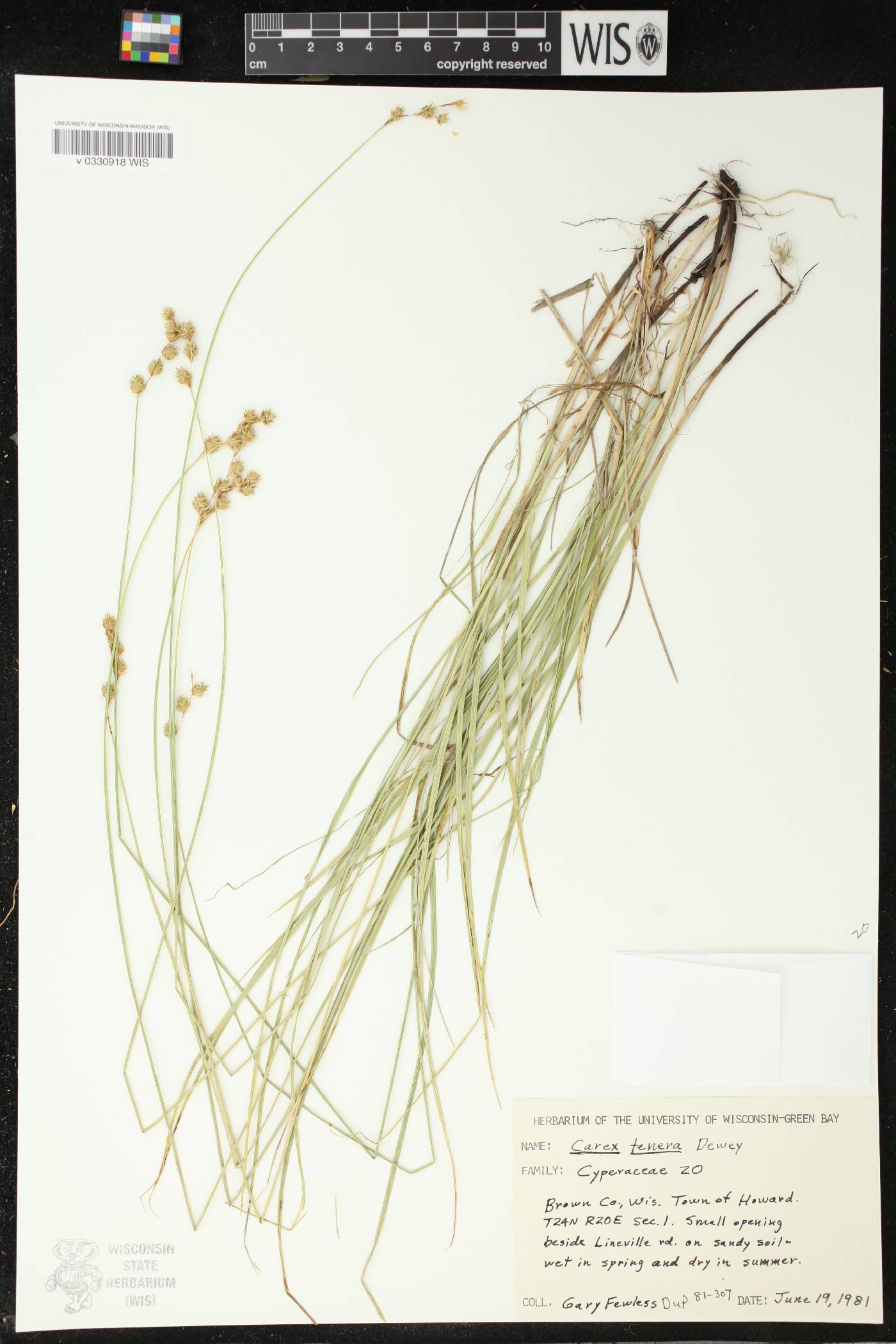 Carex tenera image