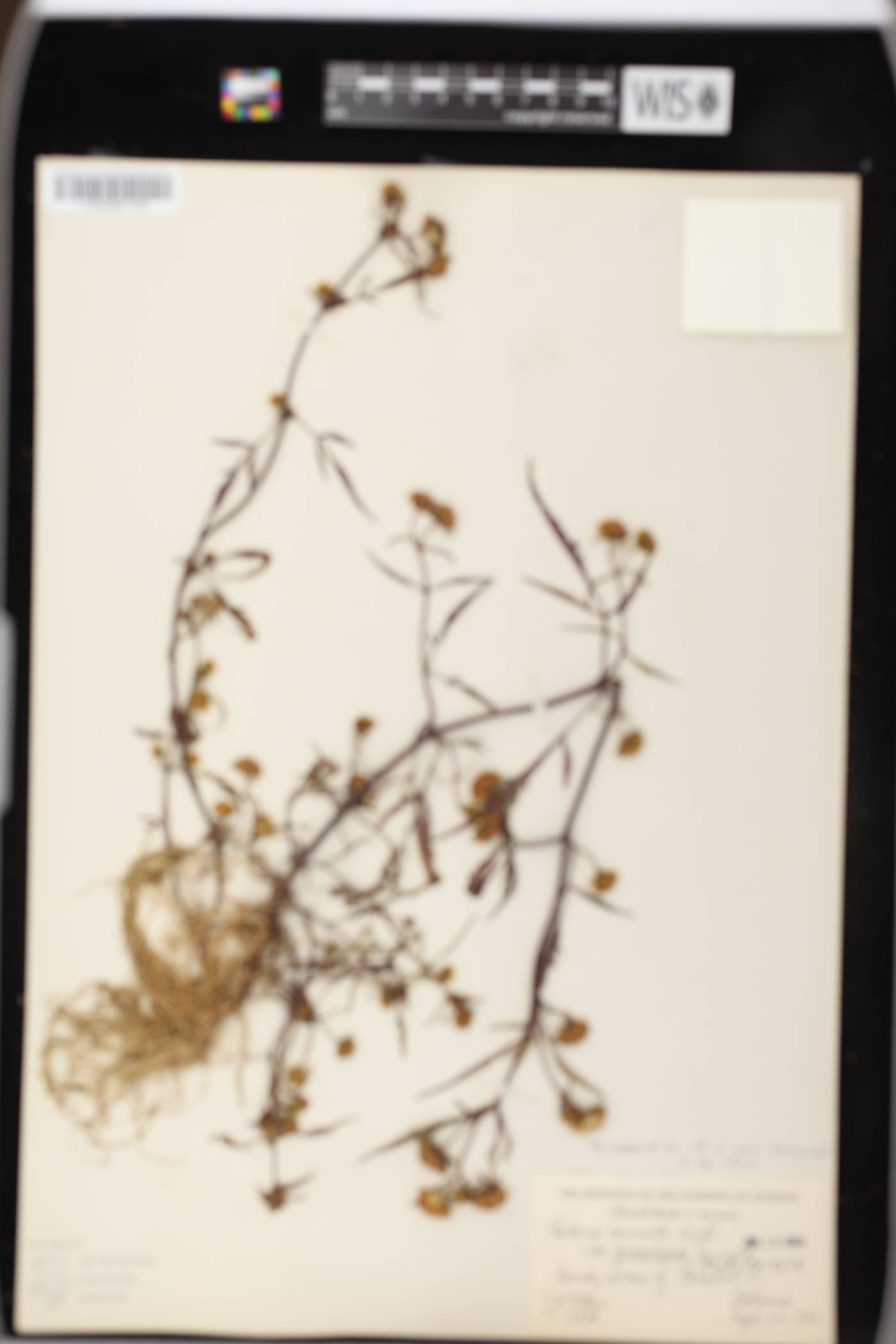 Bidens connata image