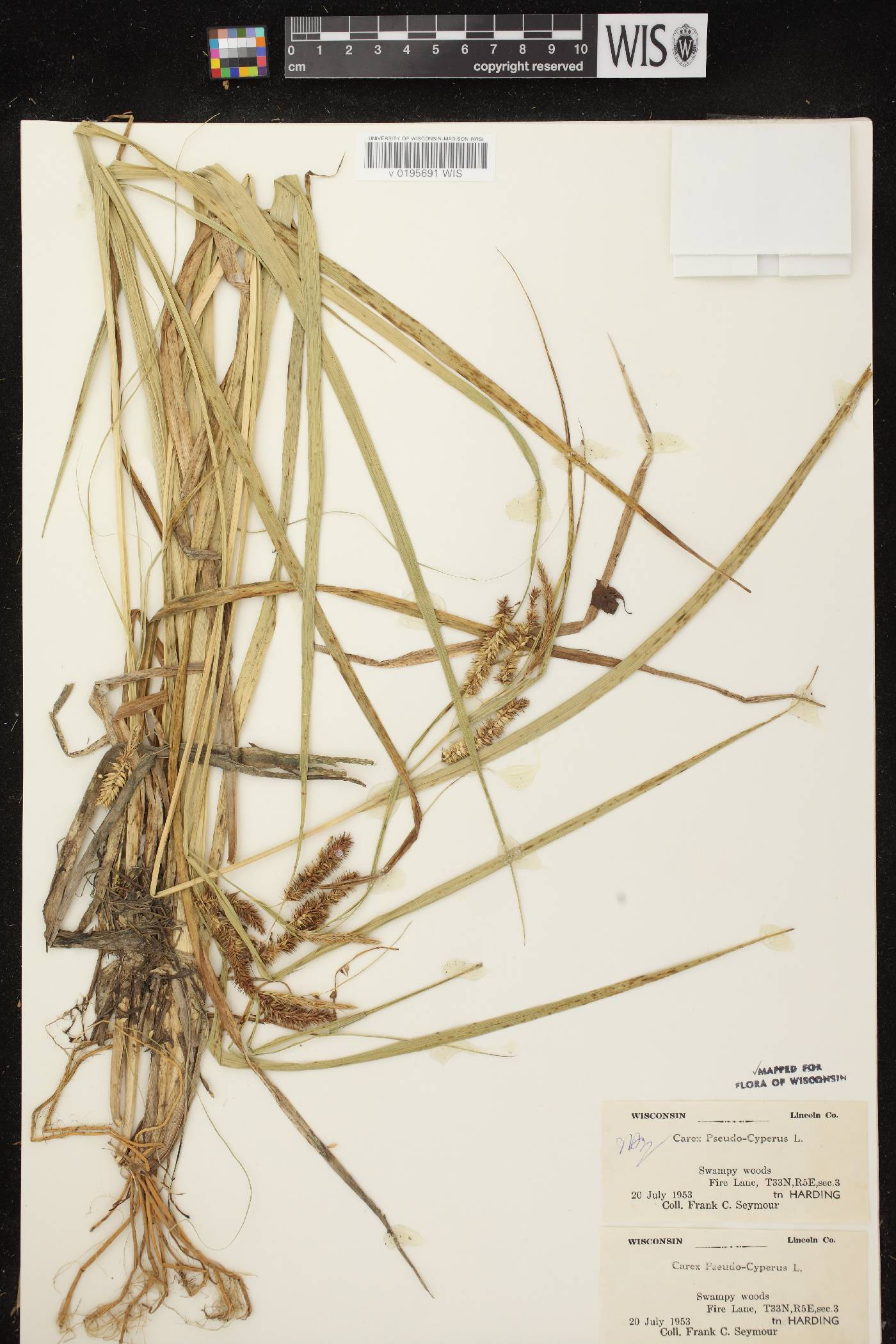 Carex pseudocyperus image