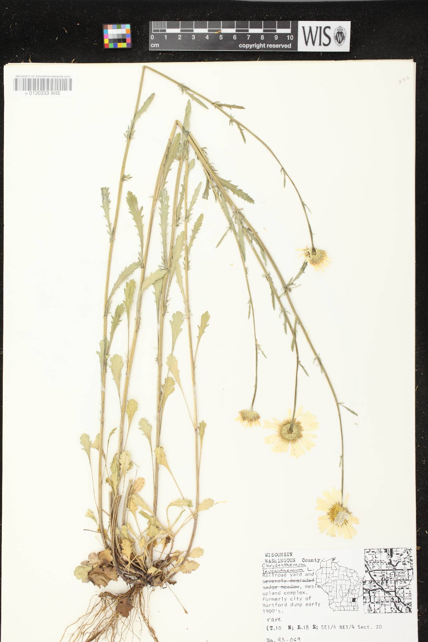 Leucanthemum vulgare image
