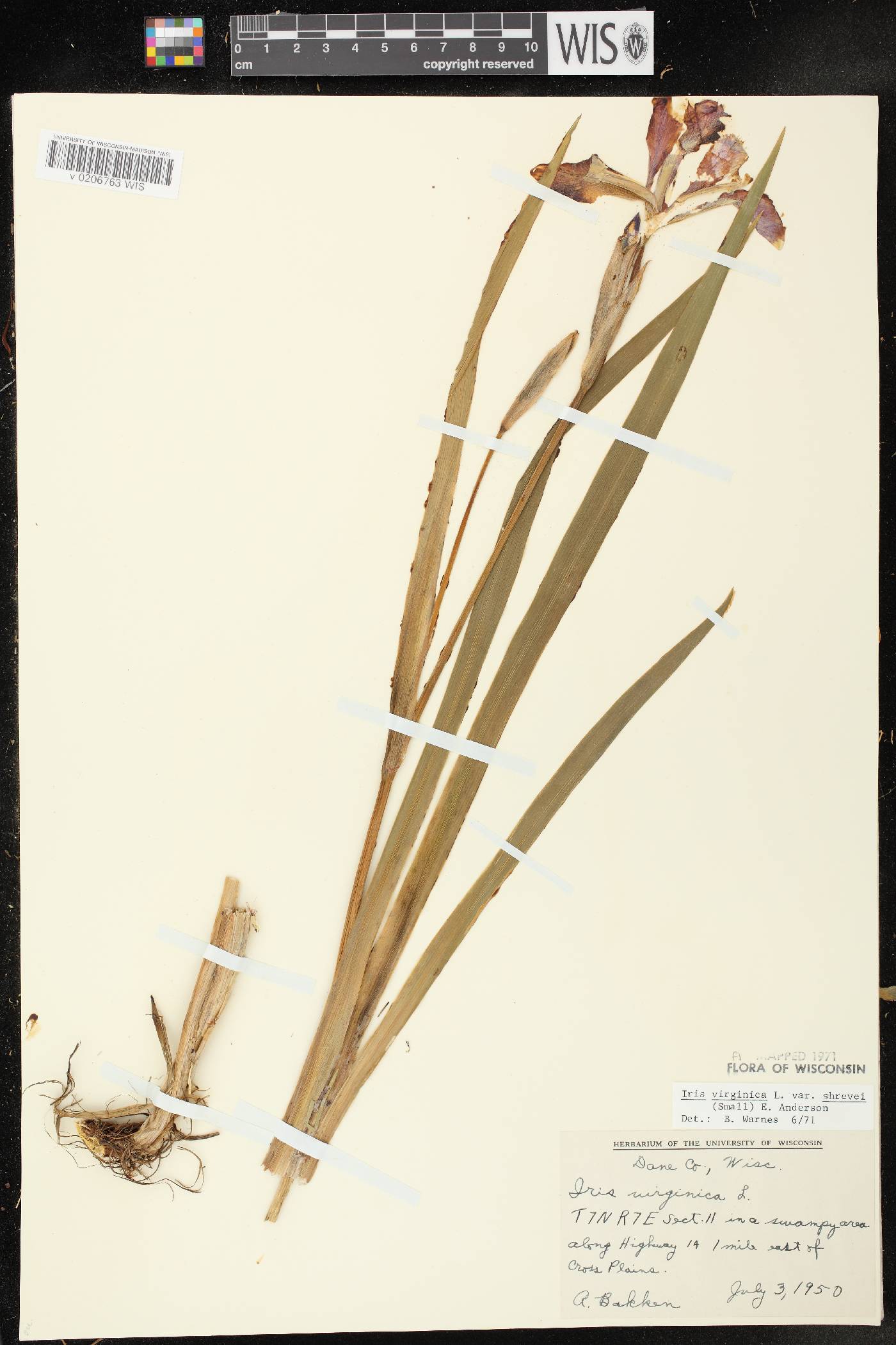 Iris virginica var. shrevei image