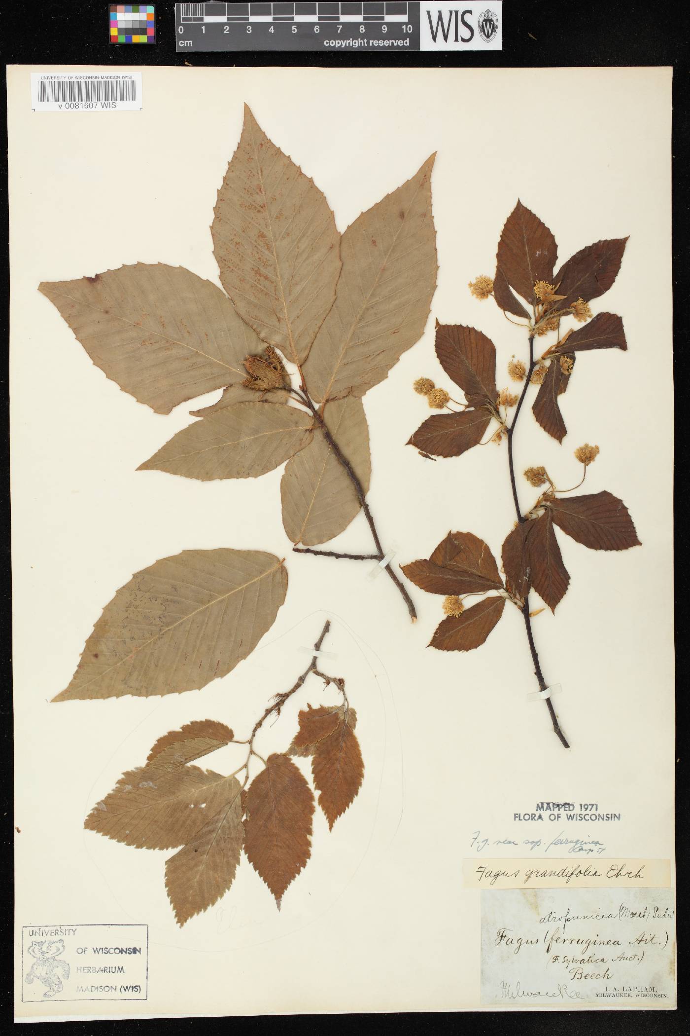Fagus grandifolia image