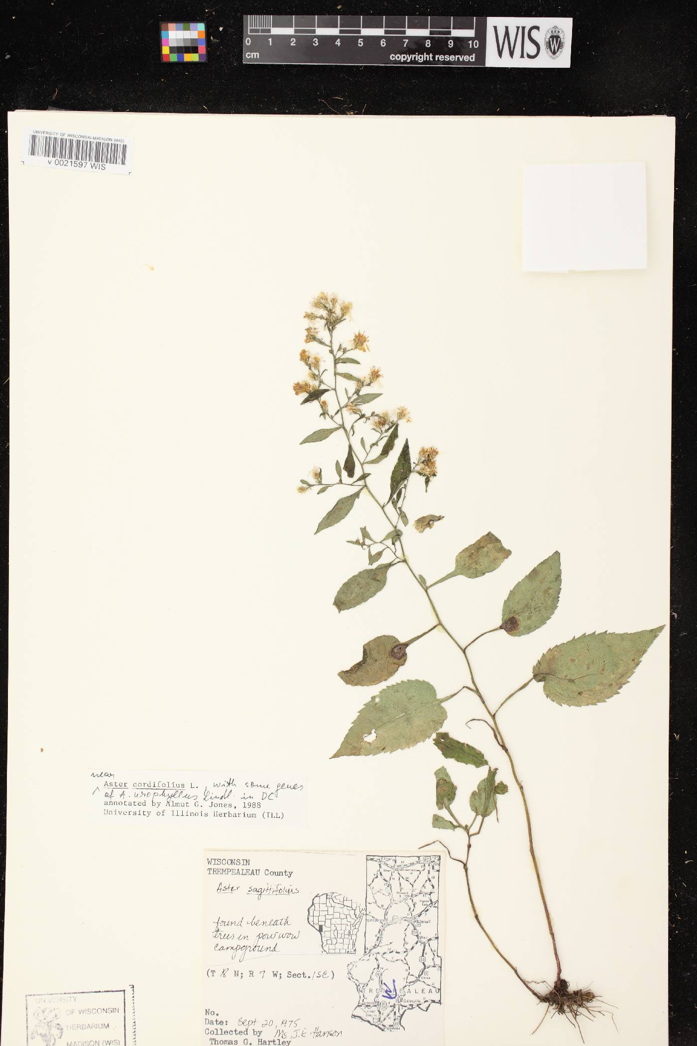 Symphyotrichum cordifolium image