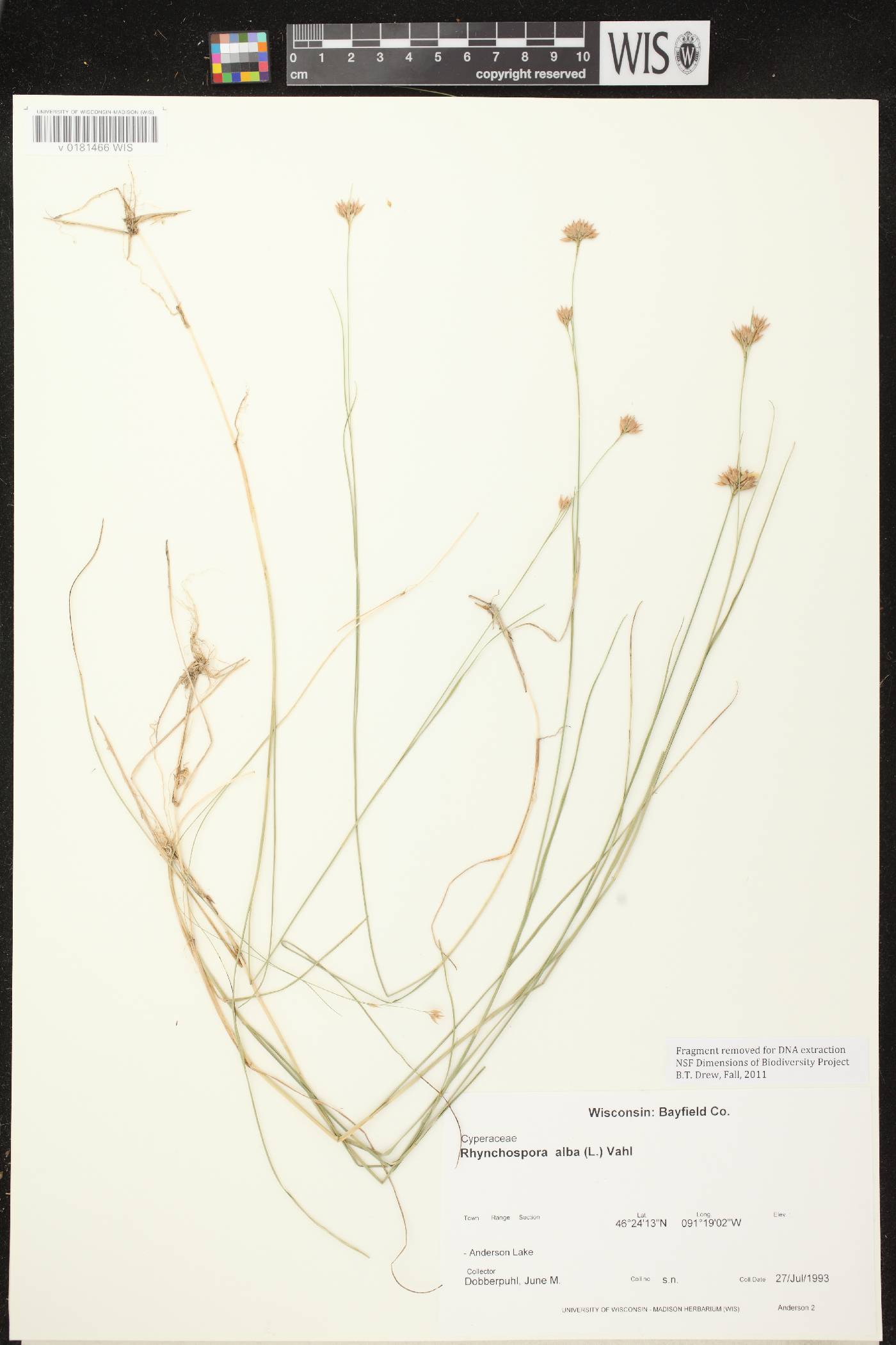 Rhynchospora alba image