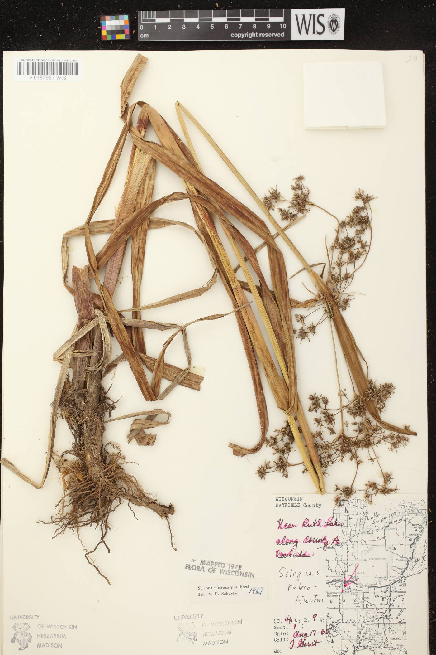 Scirpus microcarpus image