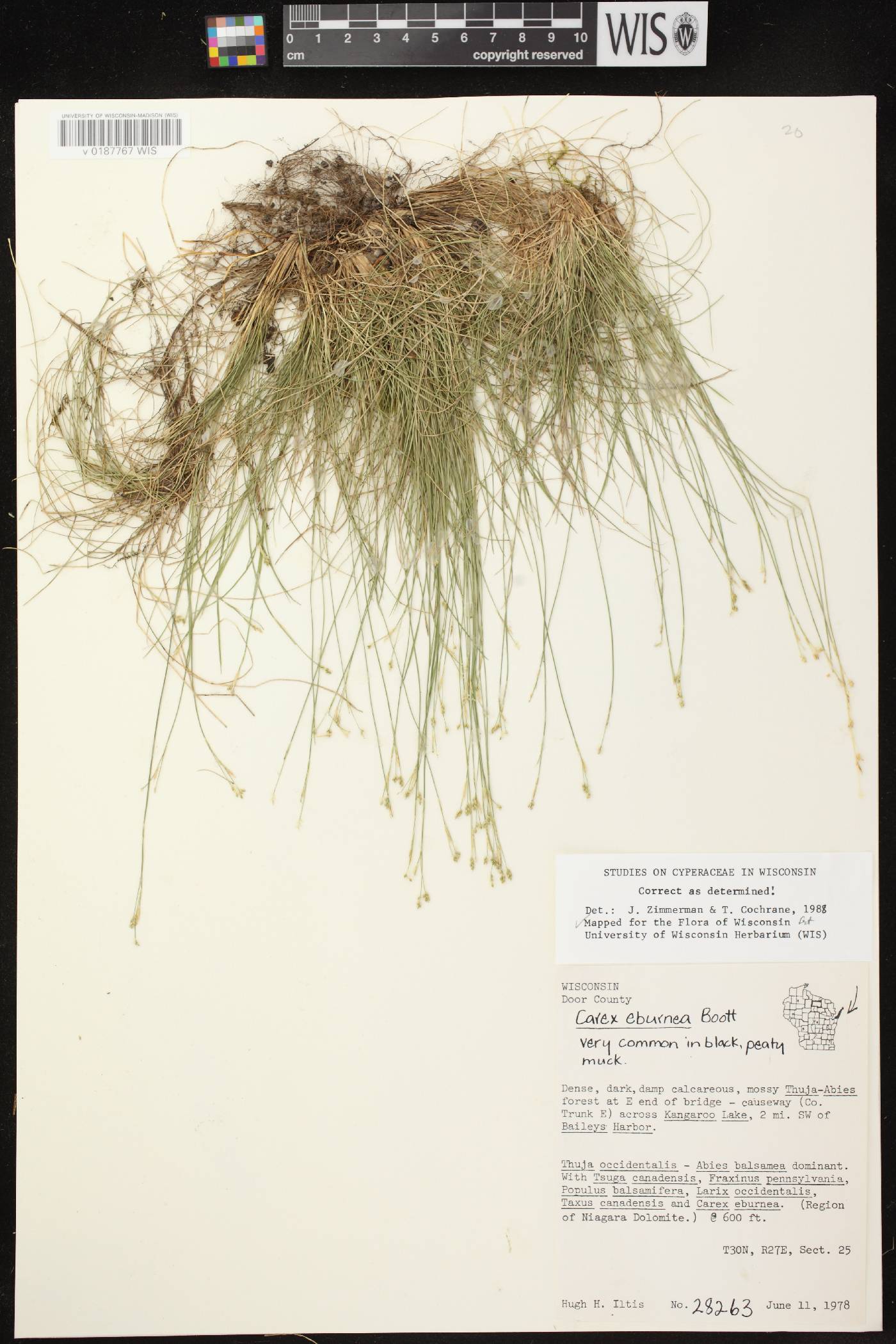 Carex eburnea image