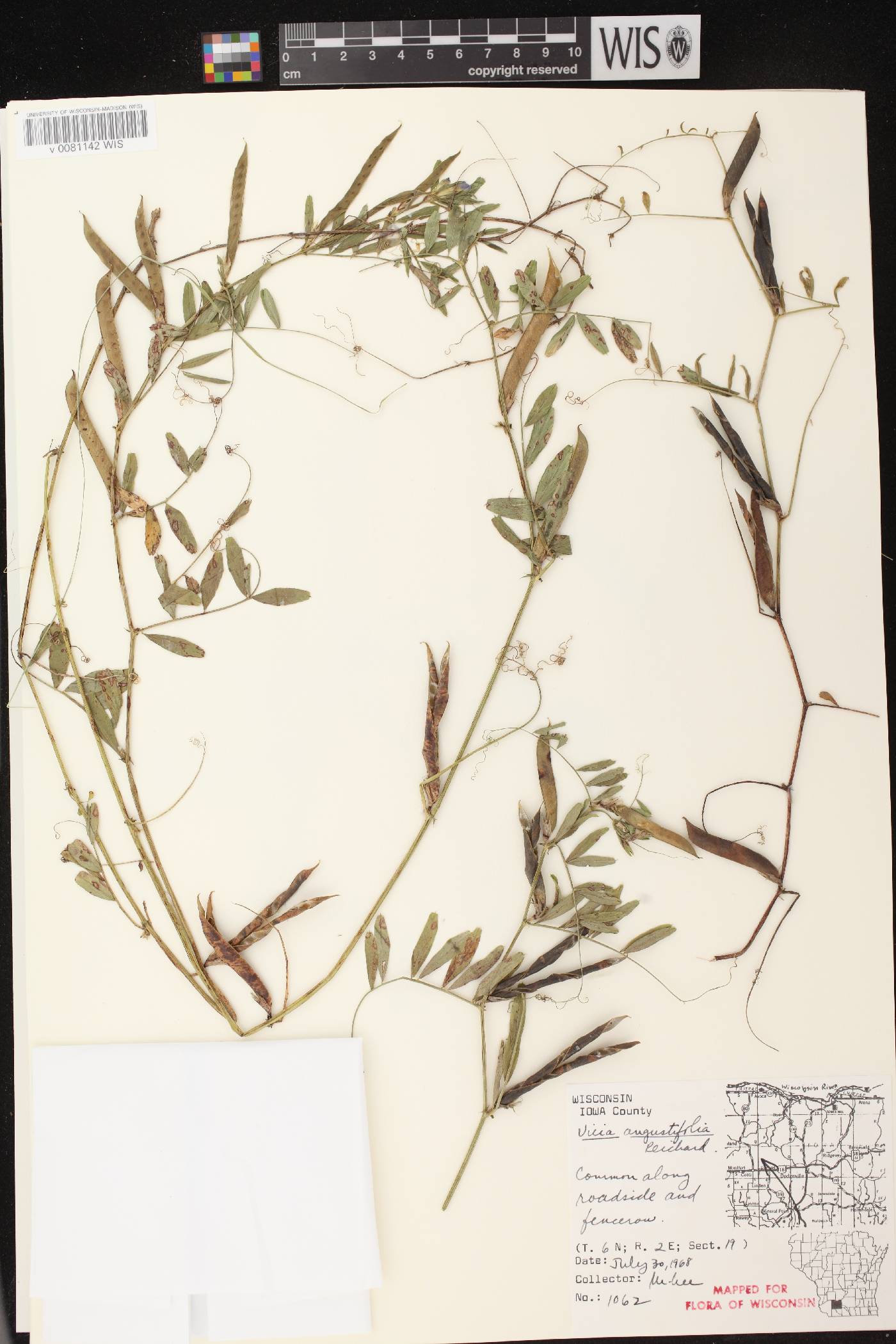 Vicia sativa subsp. nigra image