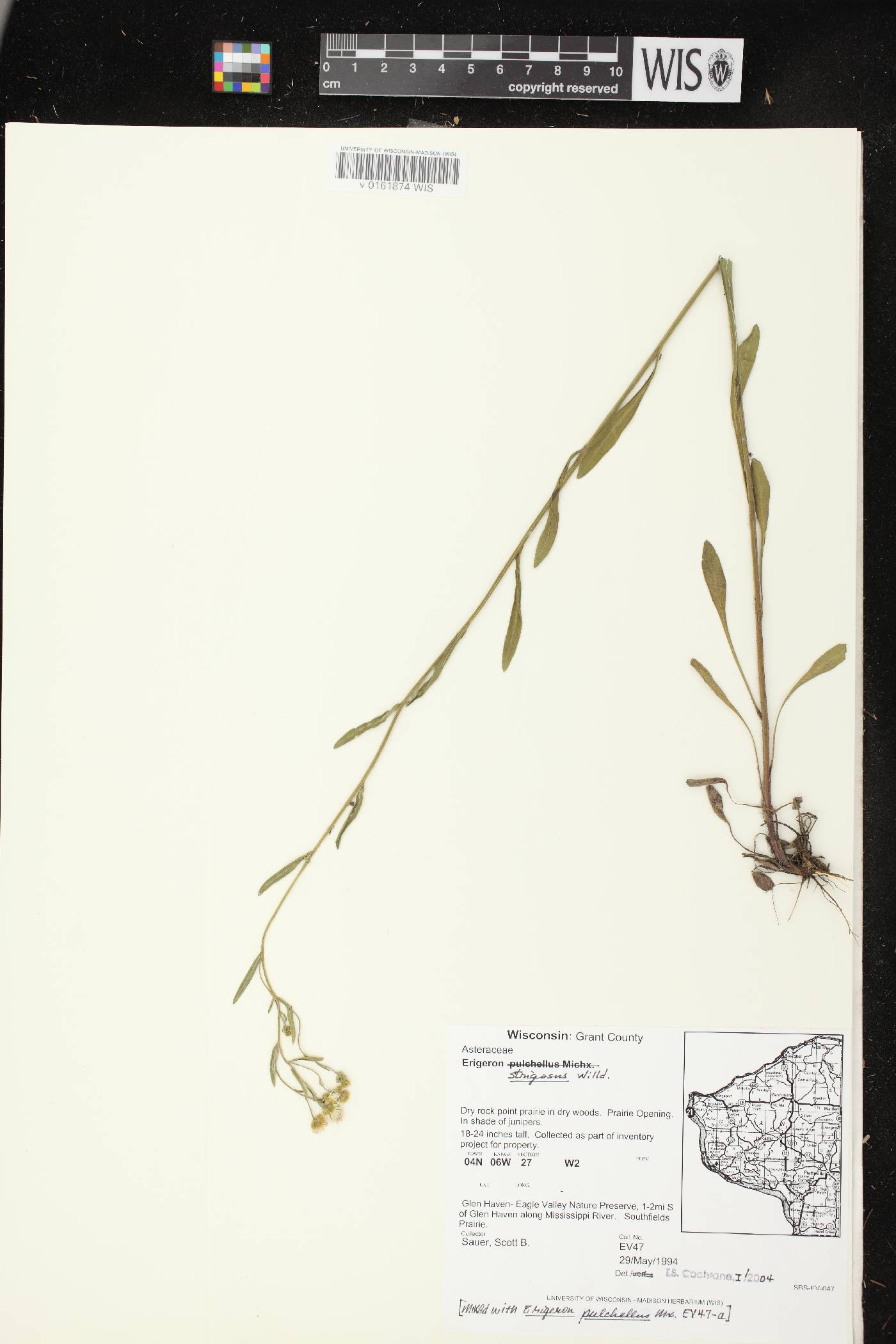 Erigeron strigosus image