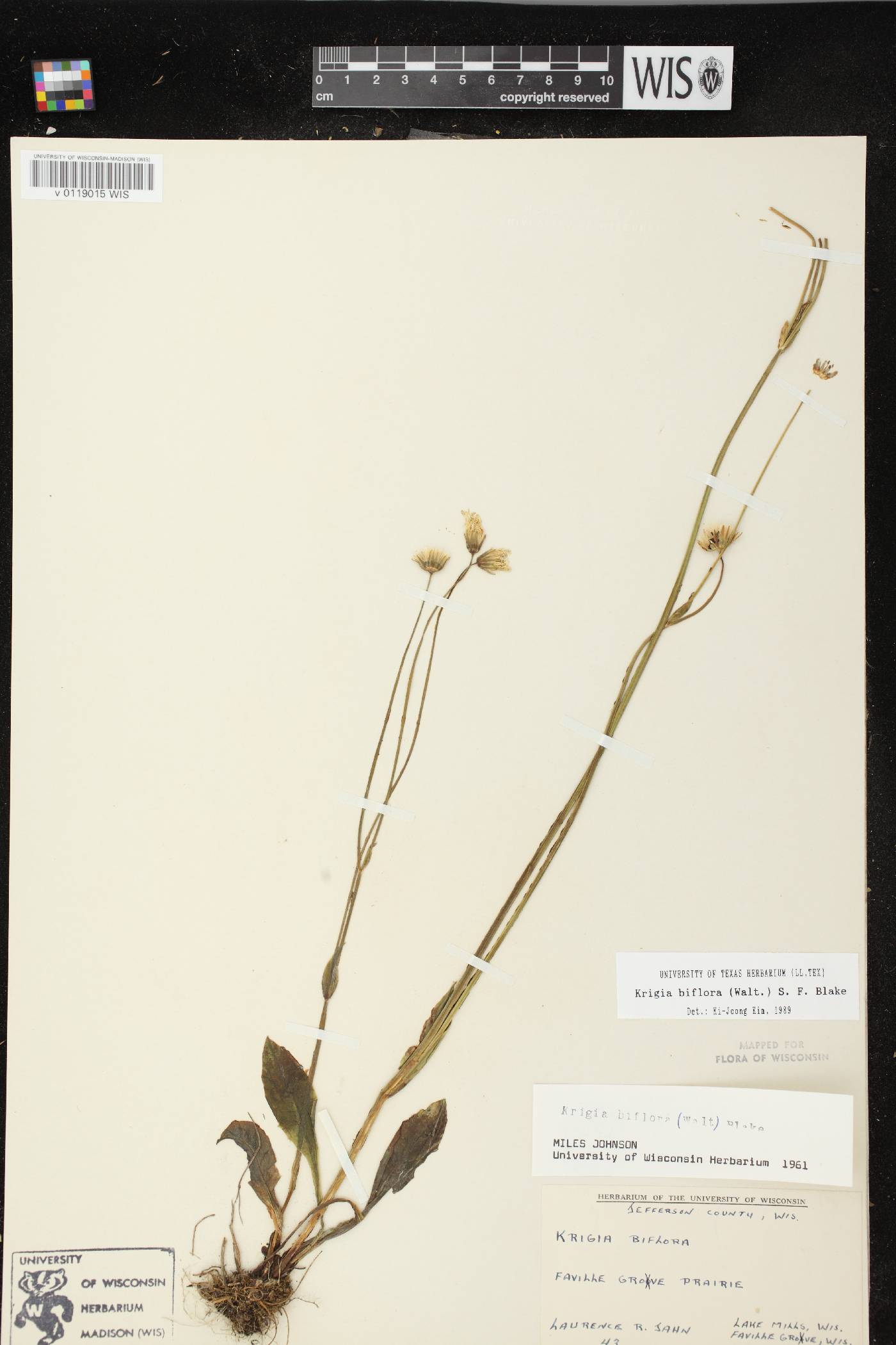 Krigia biflora subsp. biflora image