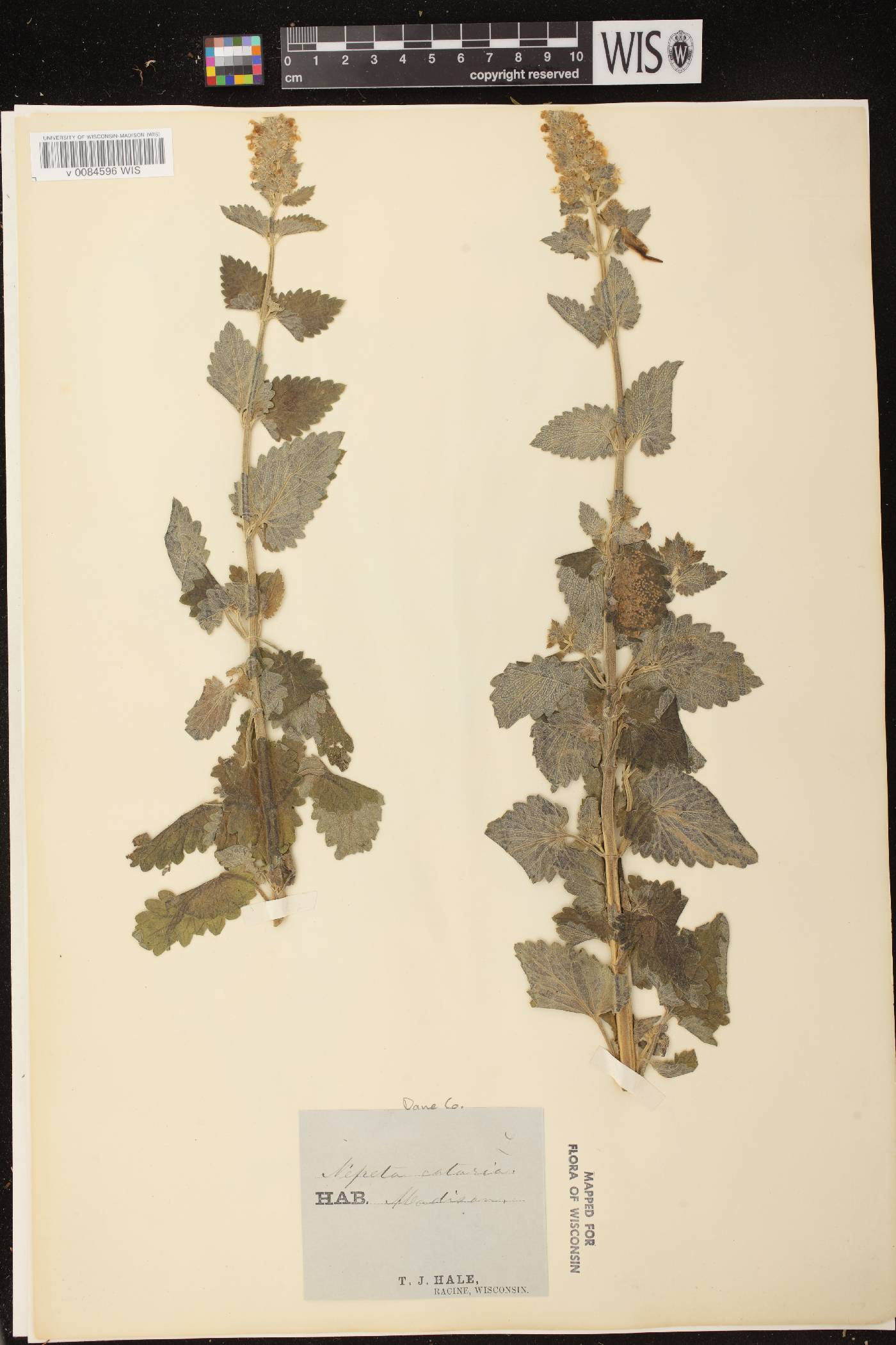 Nepeta cataria image