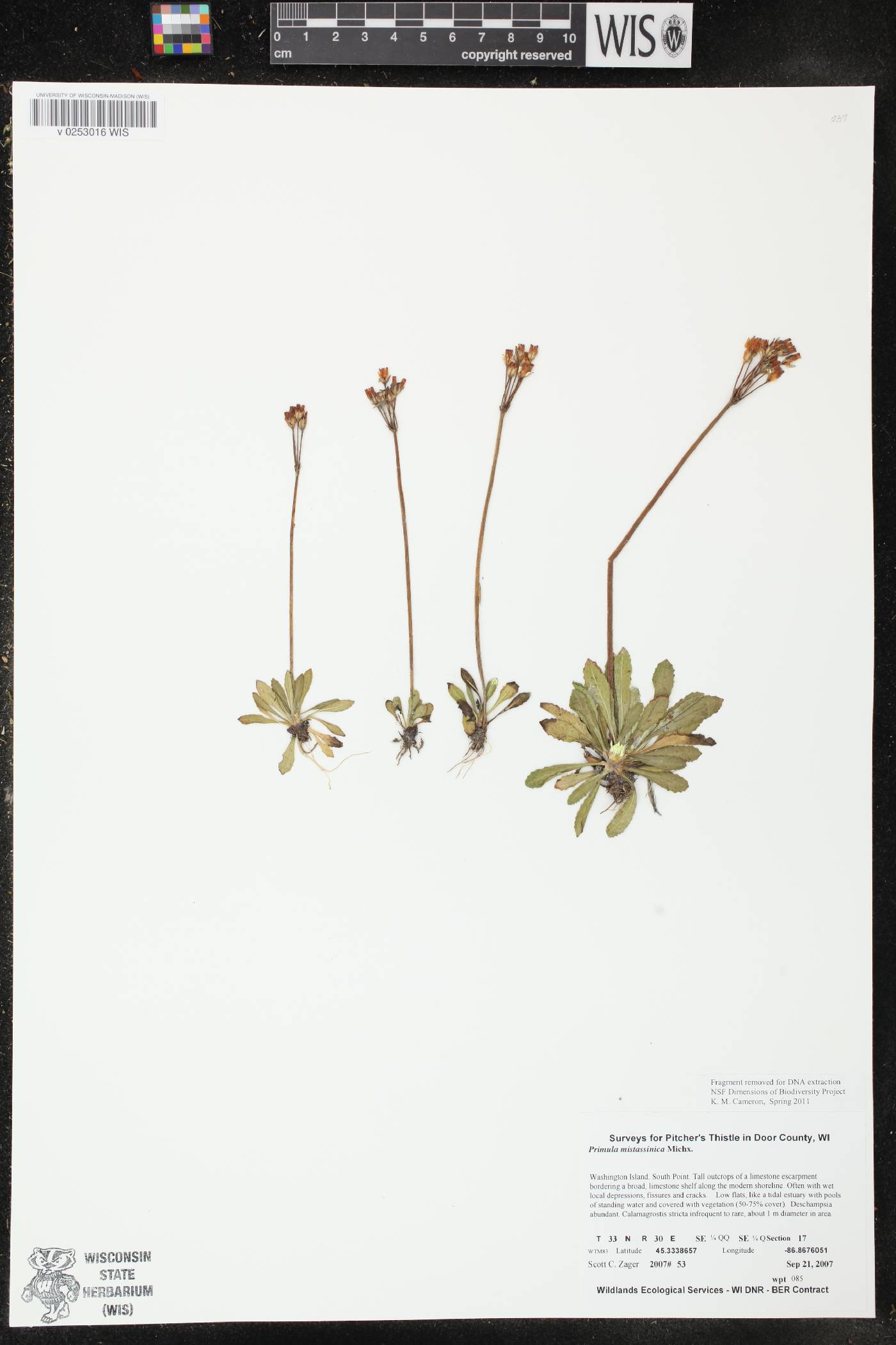 Primula mistassinica image