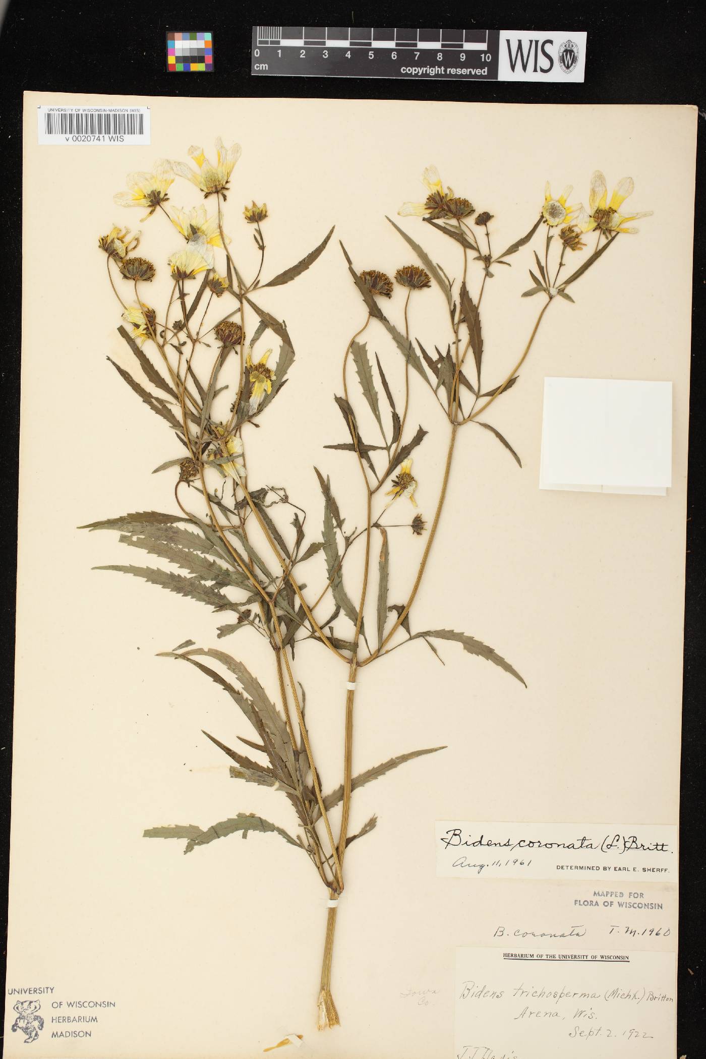 Bidens trichosperma image