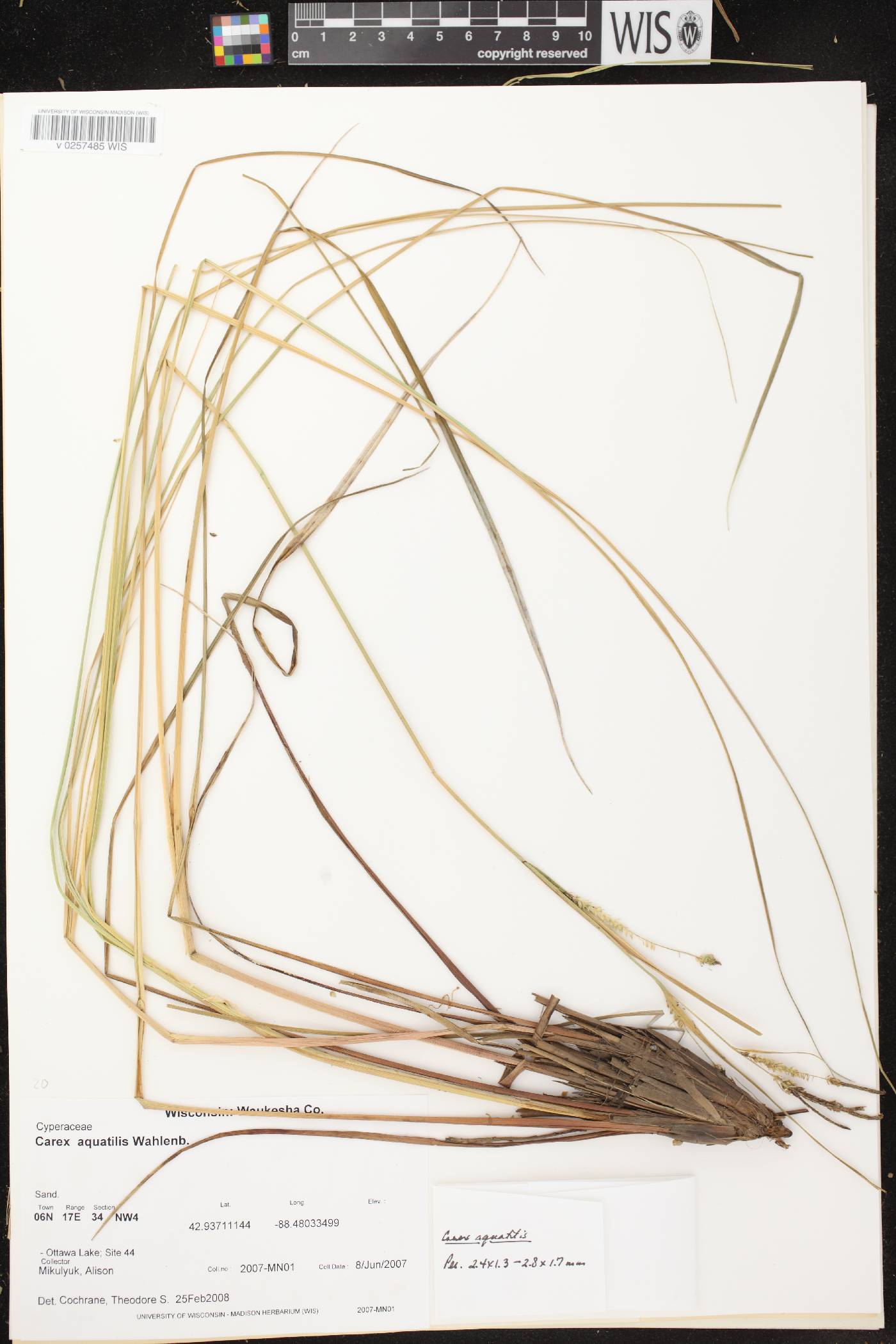 Carex aquatilis image