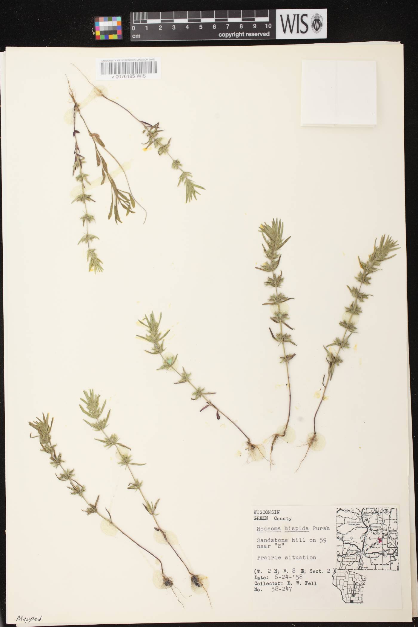 Hedeoma hispida image