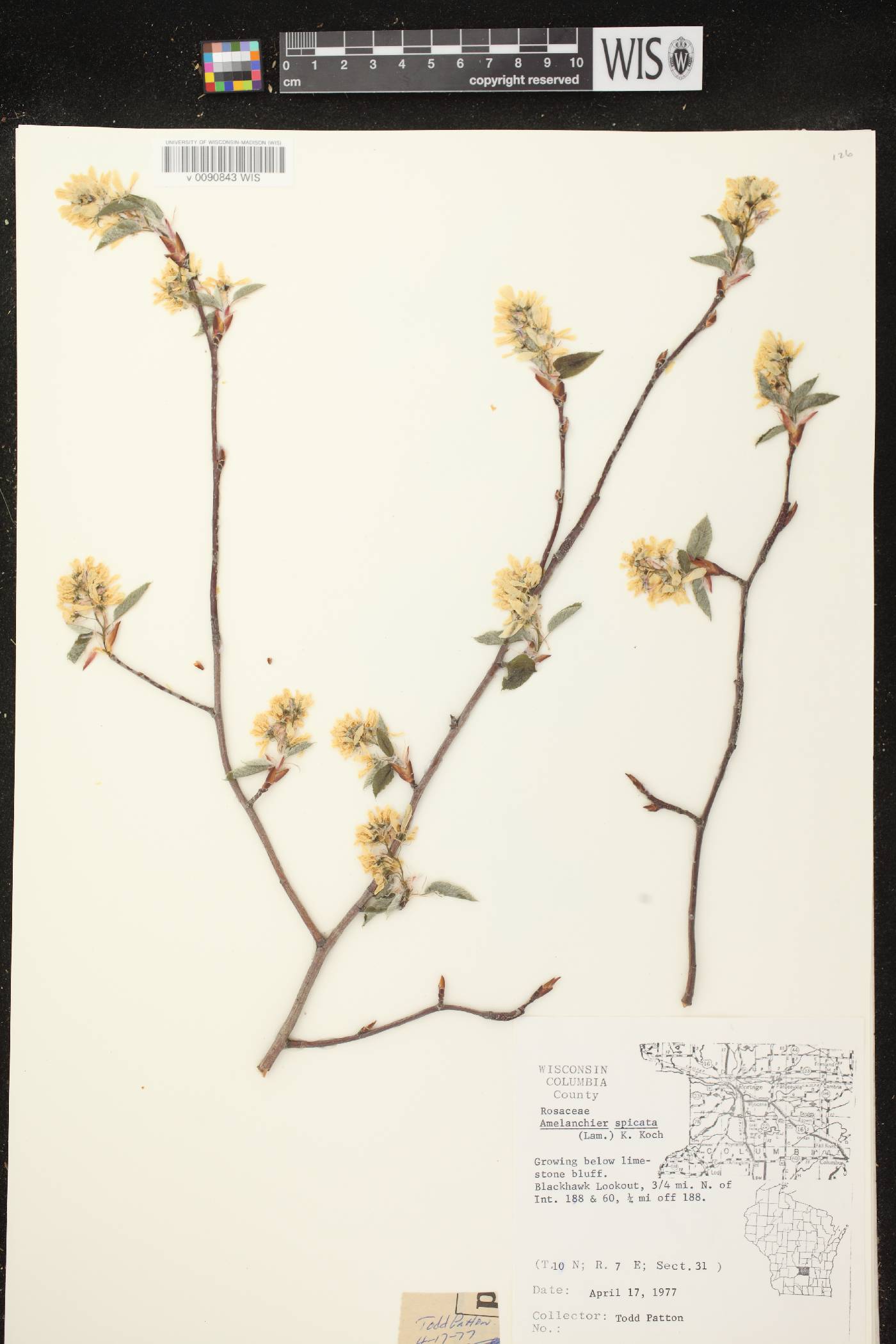 Amelanchier spicata image