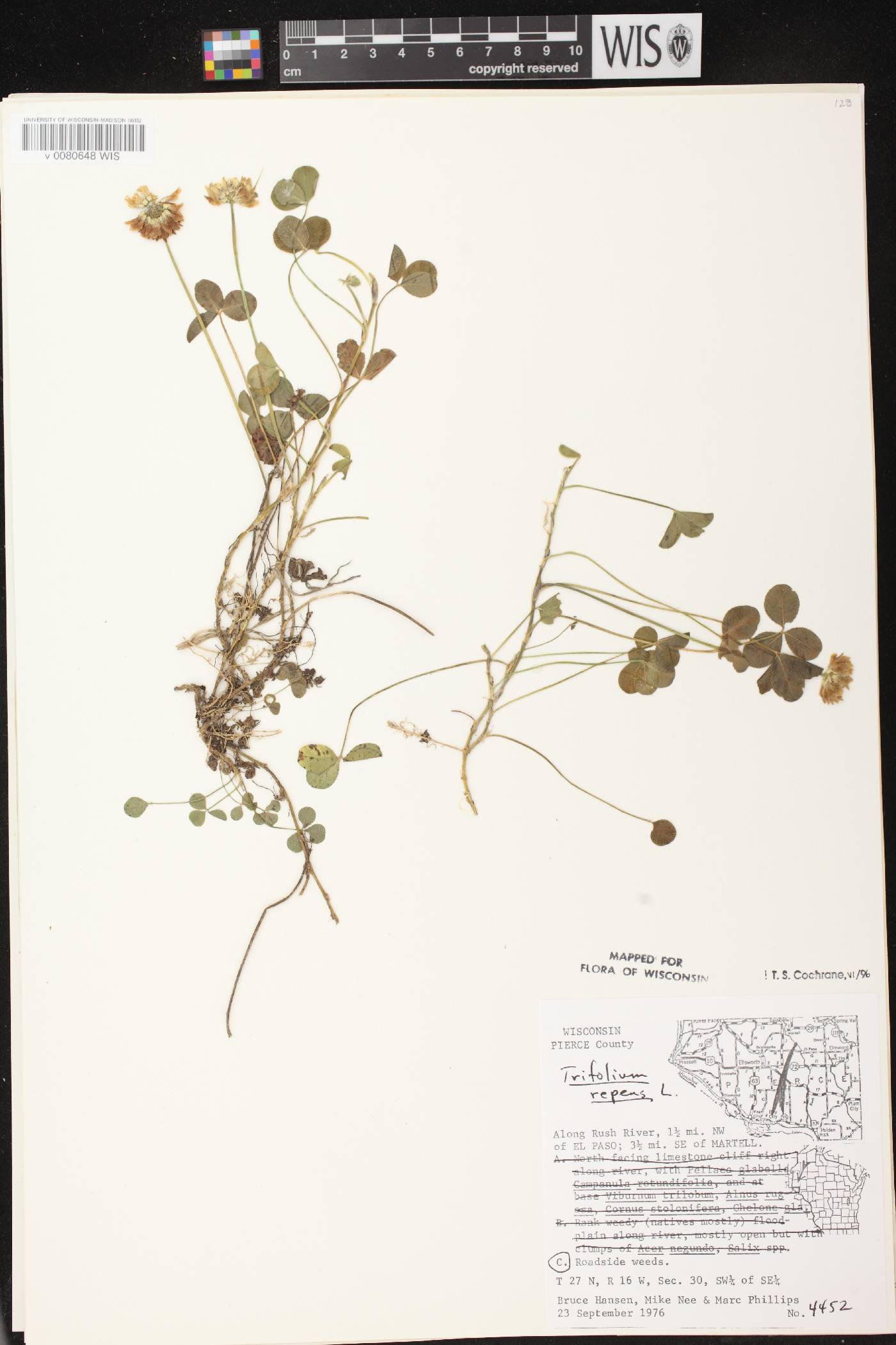 Trifolium repens image