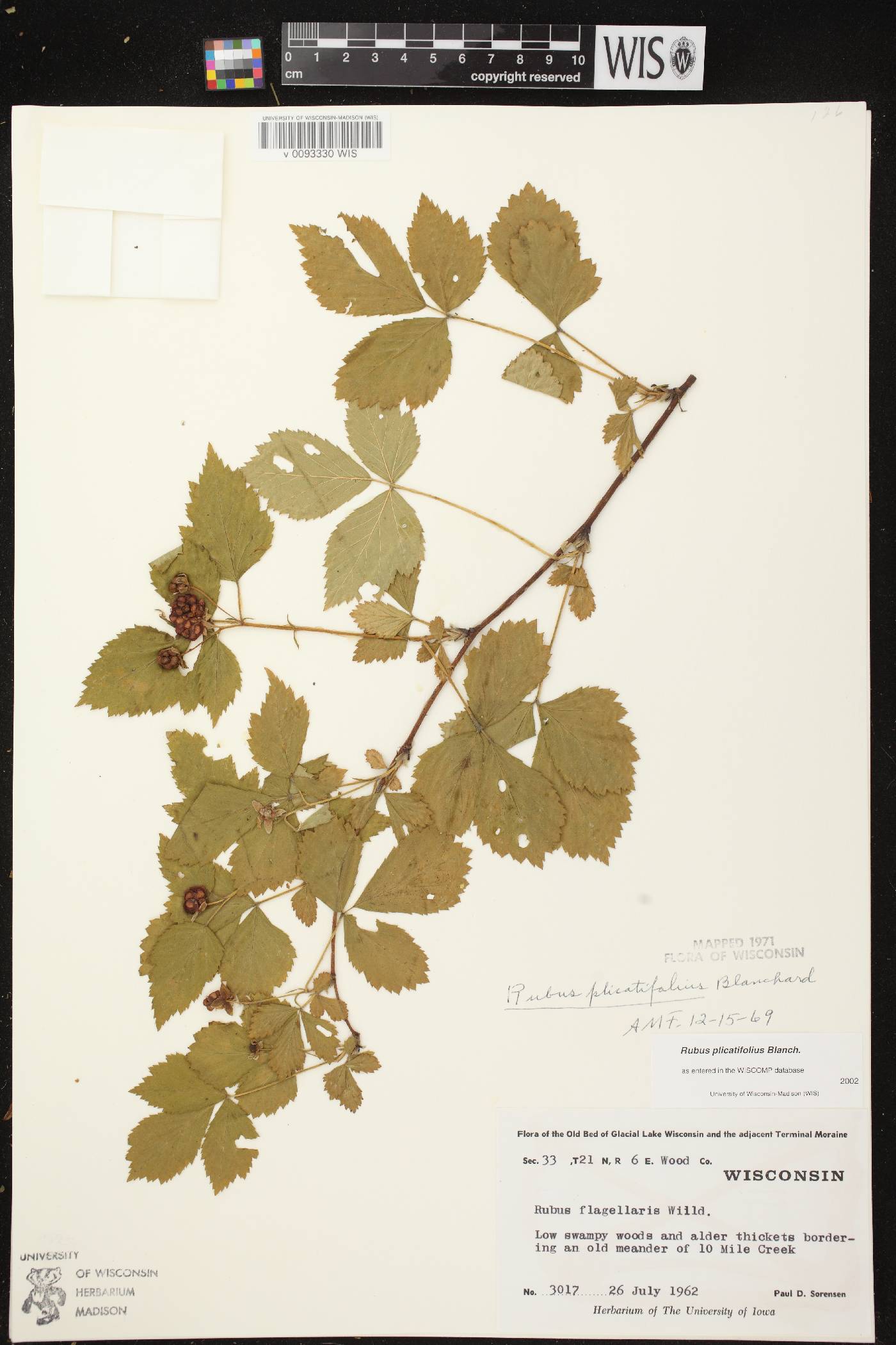 Rubus flagellaris image