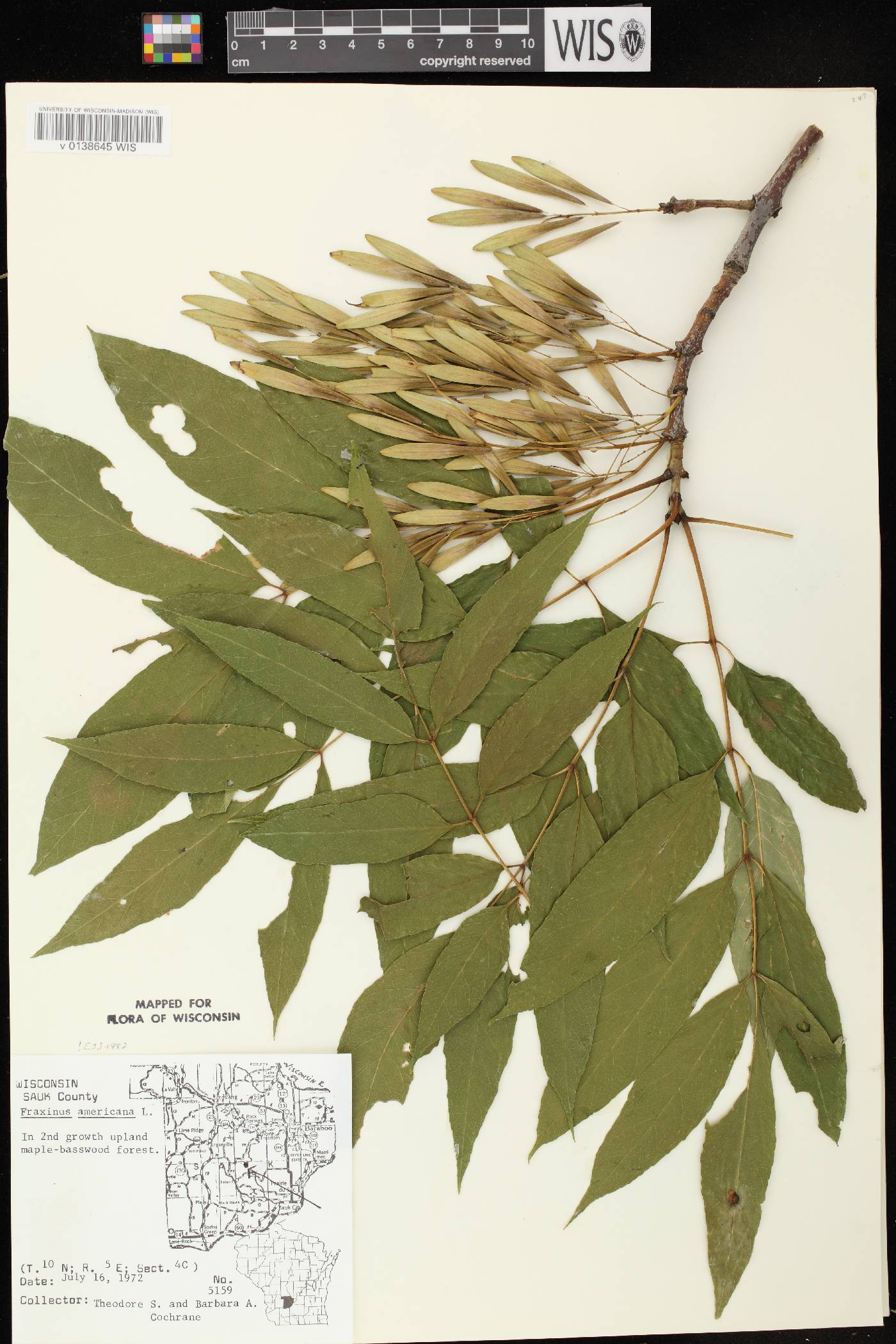 Fraxinus americana image