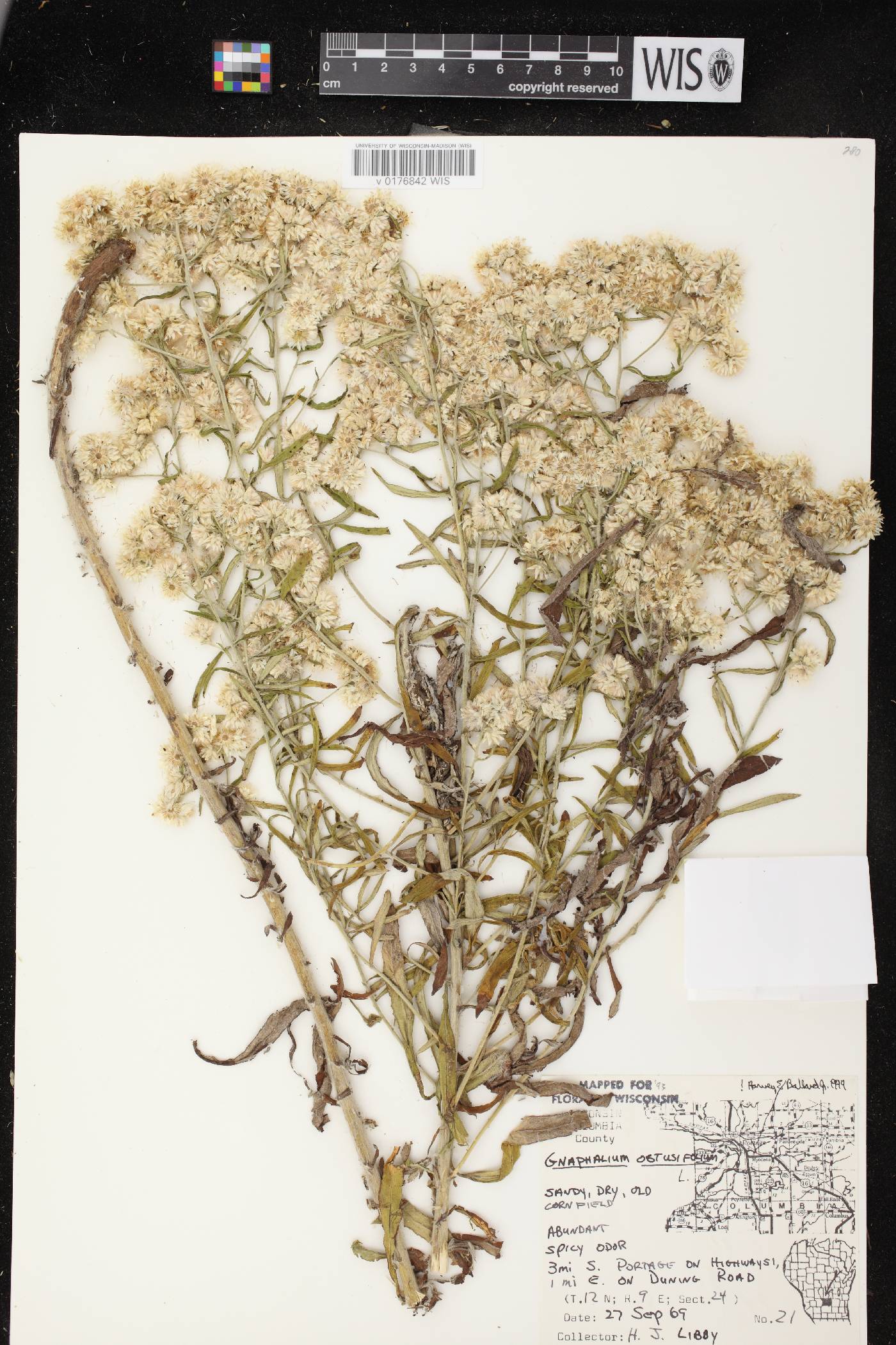 Pseudognaphalium obtusifolium image