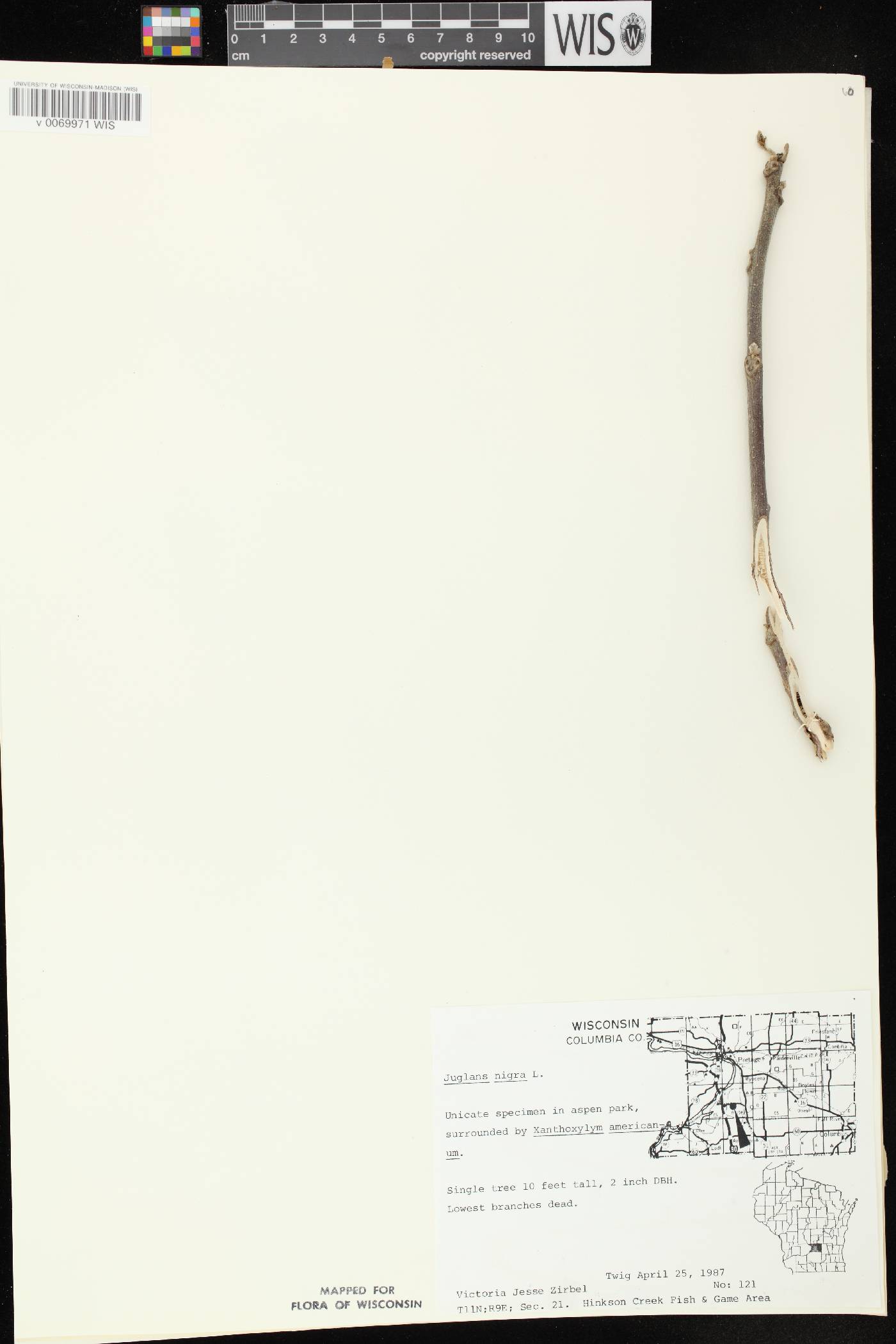 Juglans nigra image