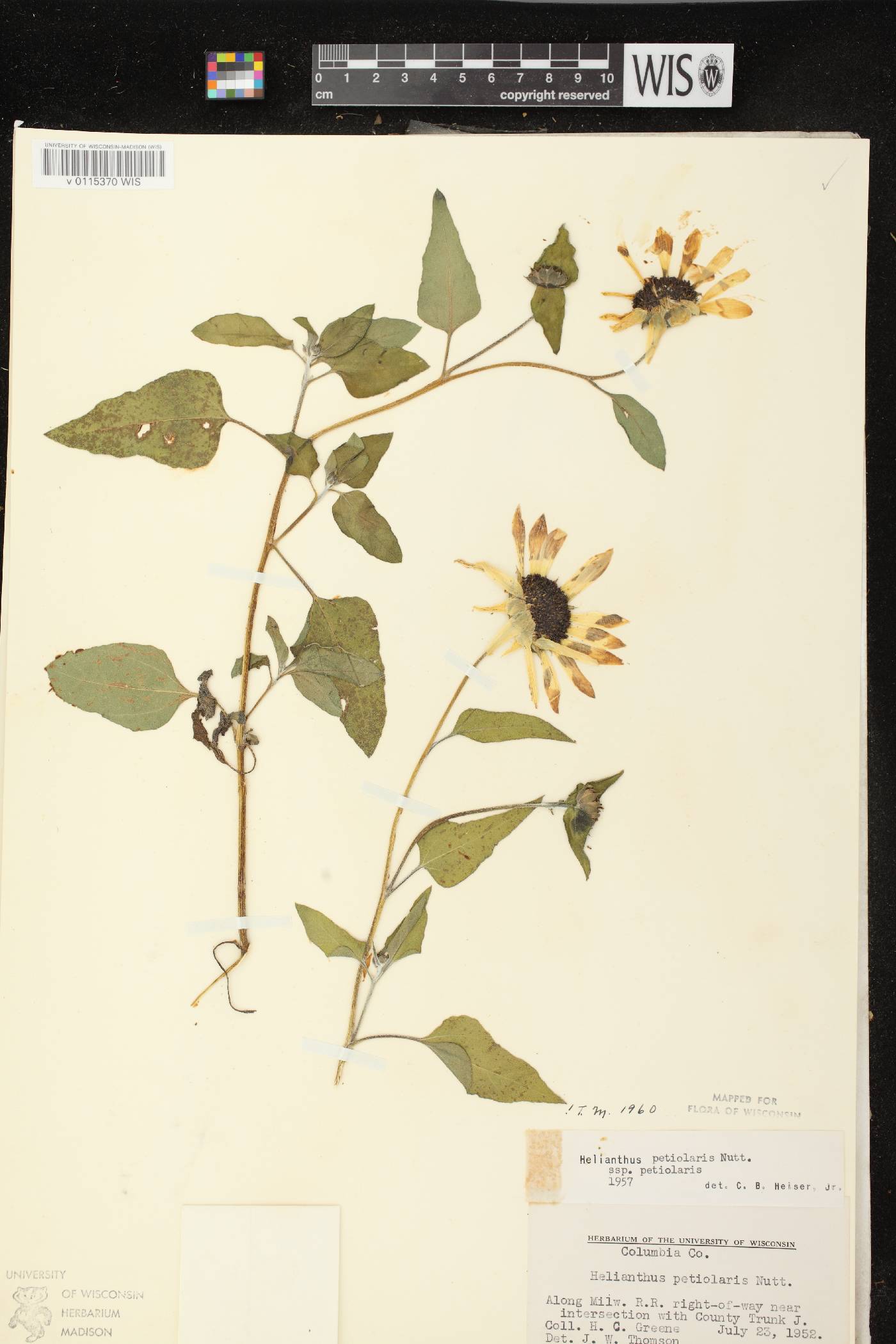 Helianthus petiolaris subsp. petiolaris image