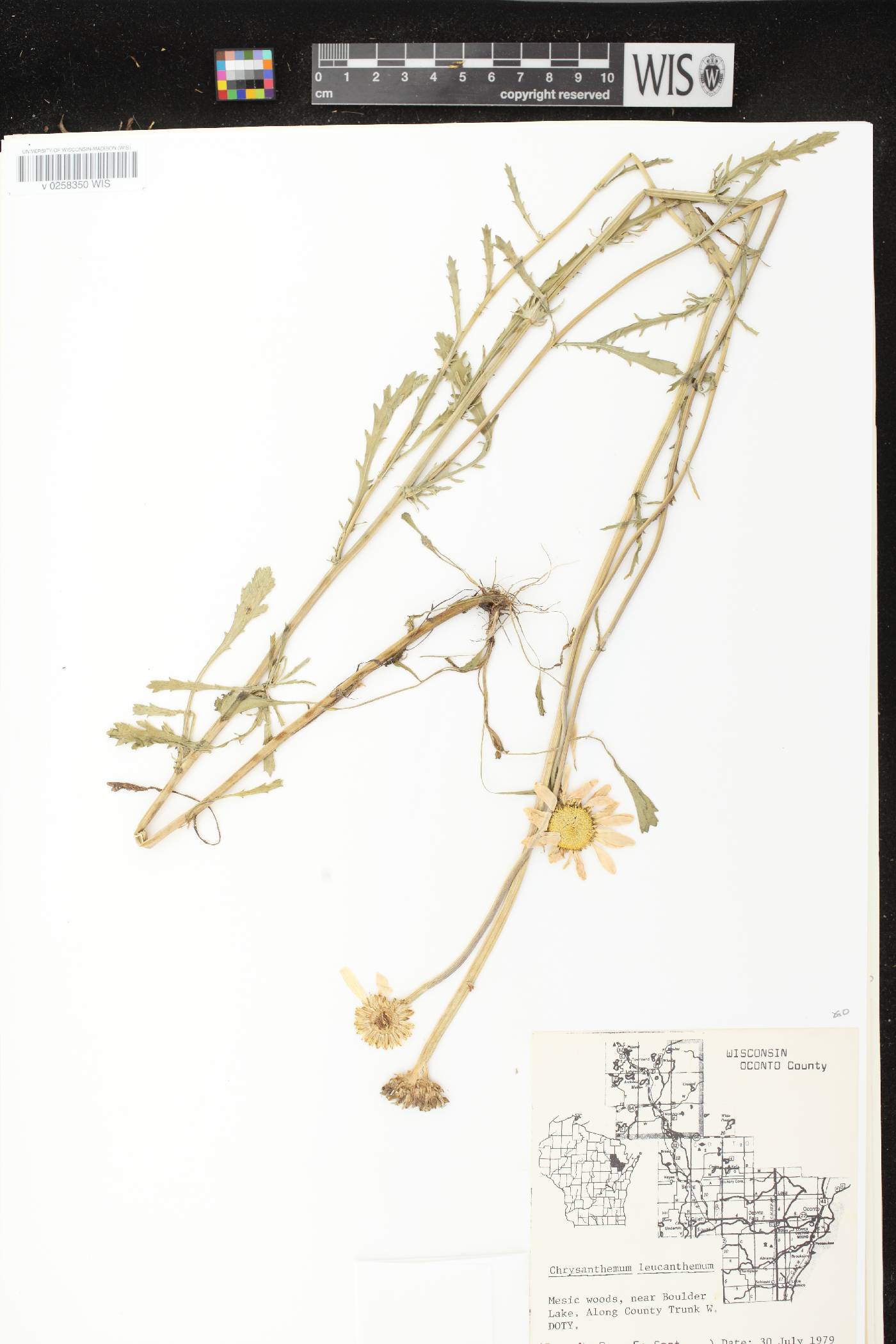 Leucanthemum vulgare image
