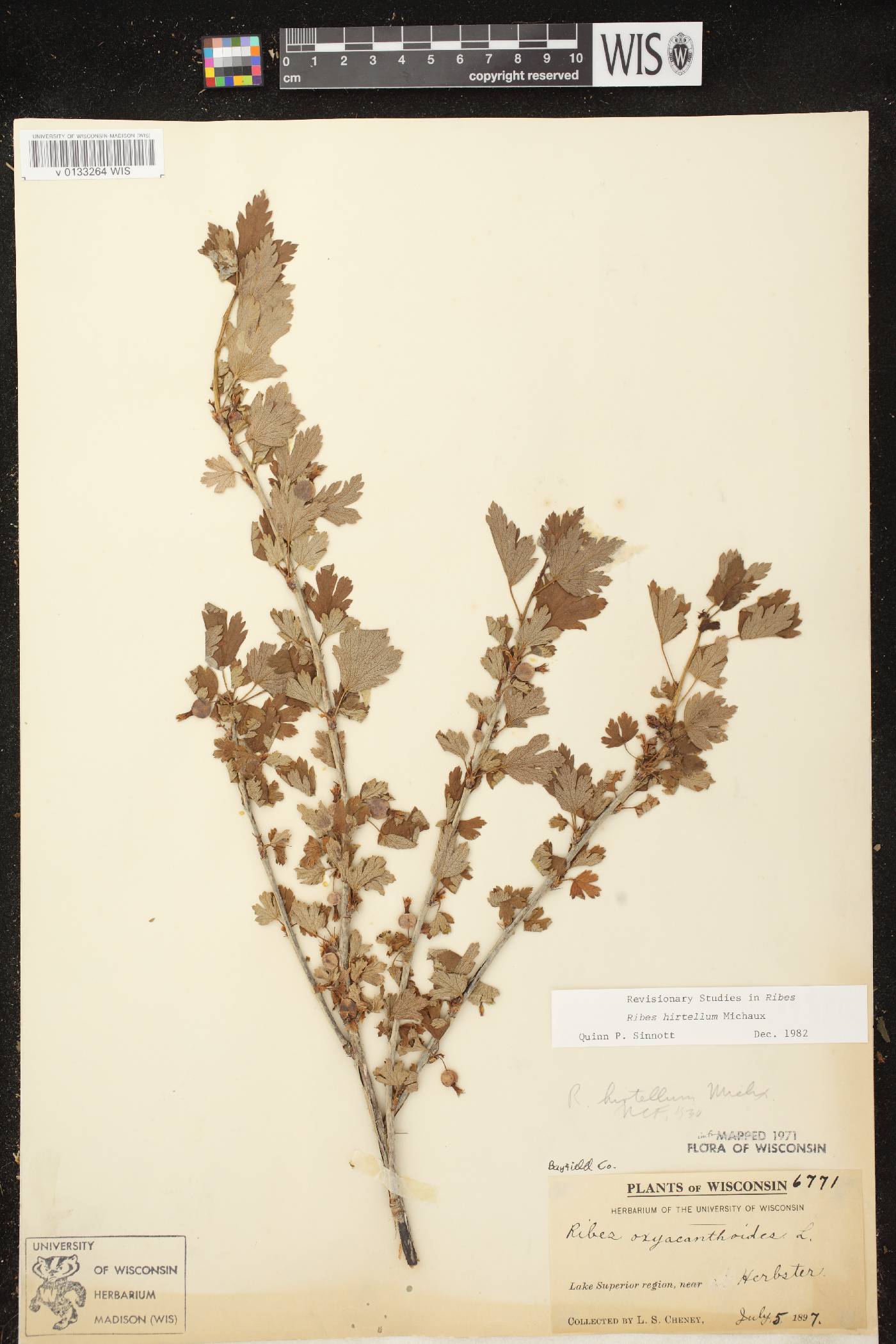Ribes hirtellum image