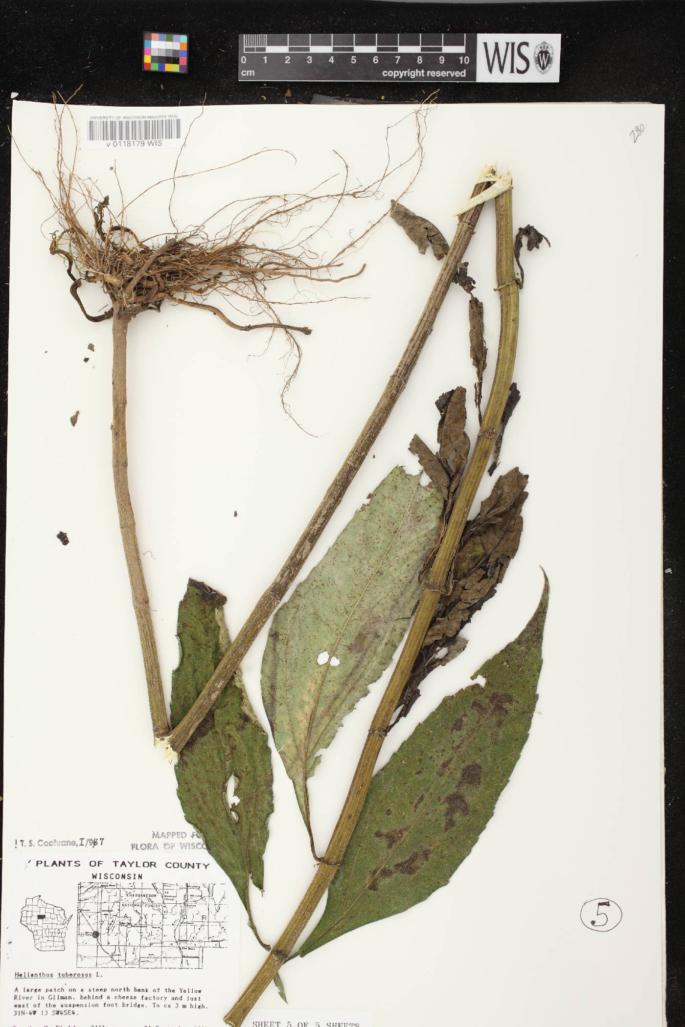Helianthus tuberosus image