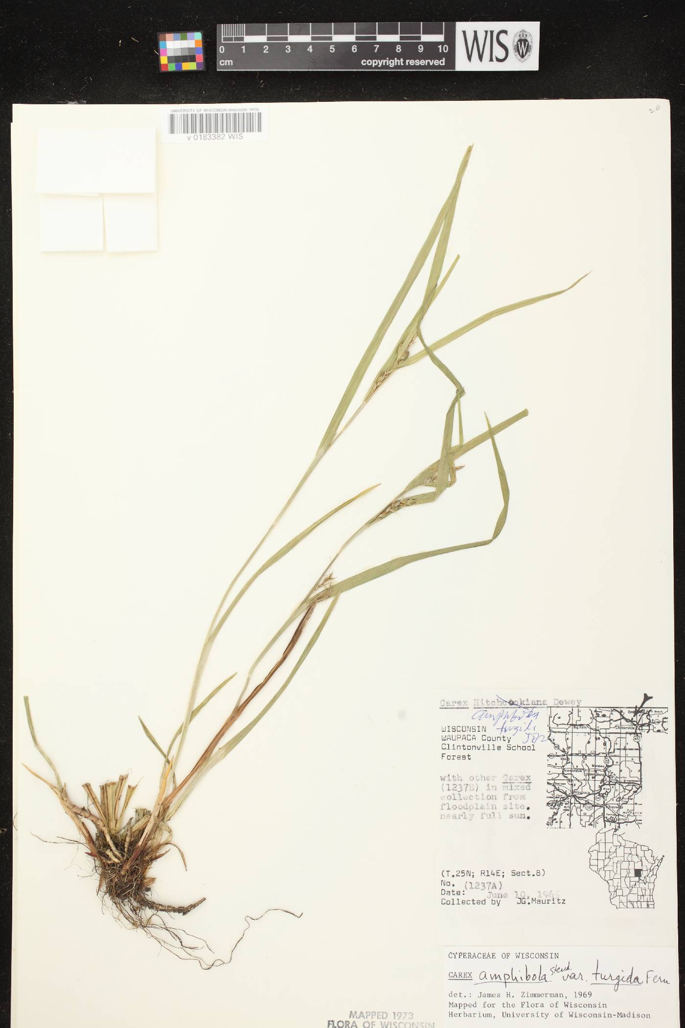 Carex grisea image