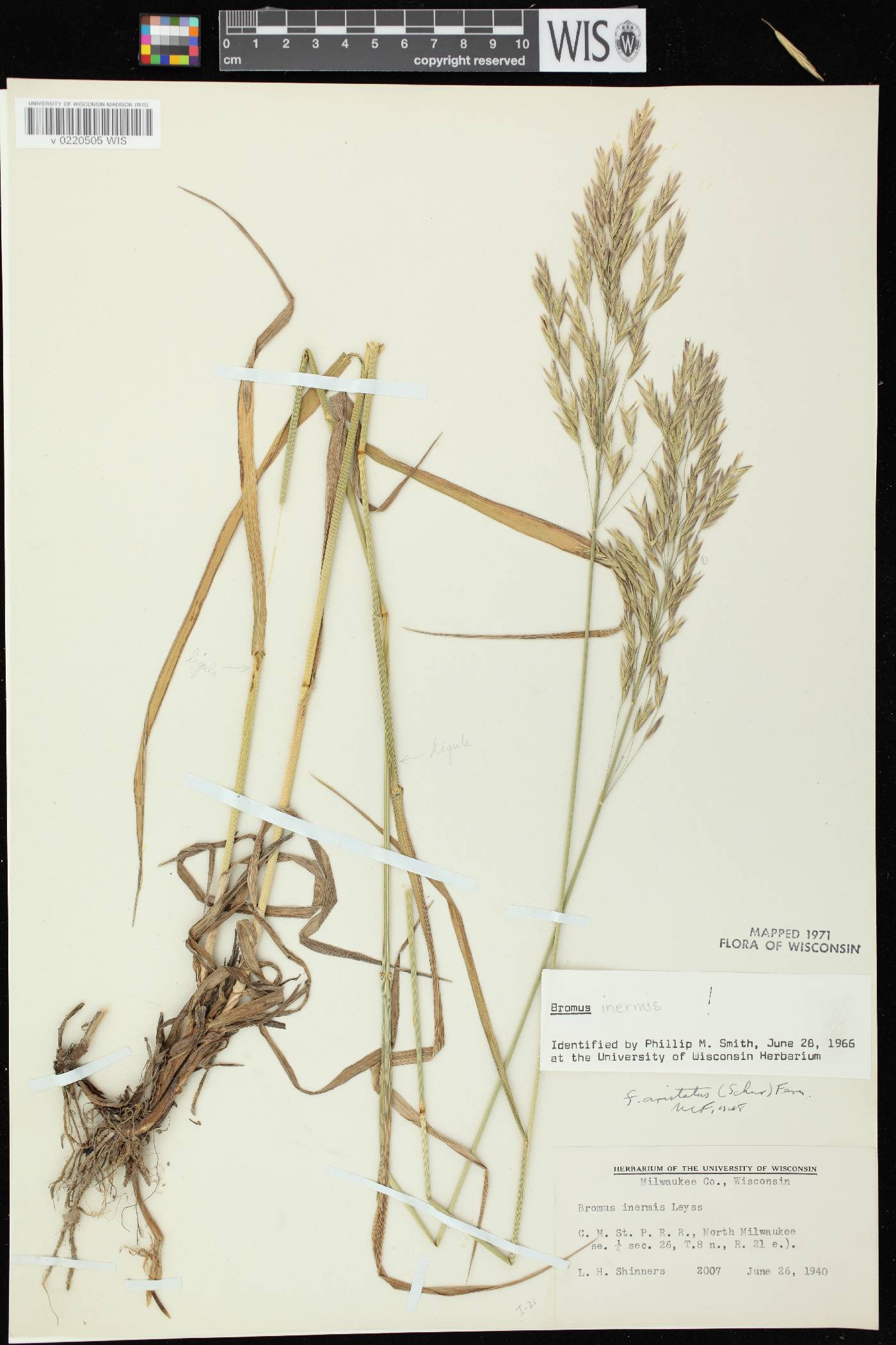 Bromus inermis image