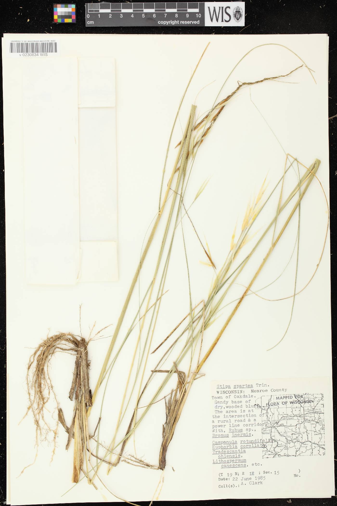 Hesperostipa spartea image