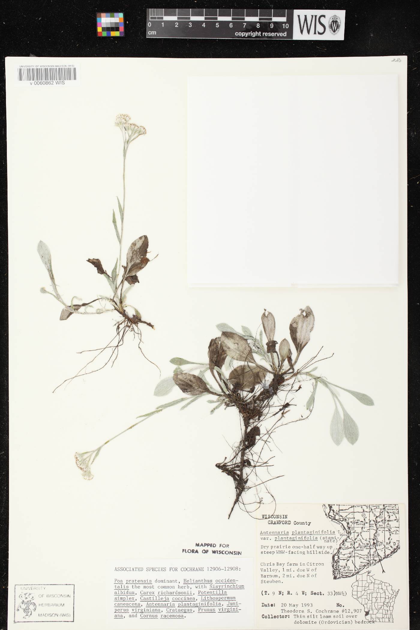 Antennaria plantaginifolia image