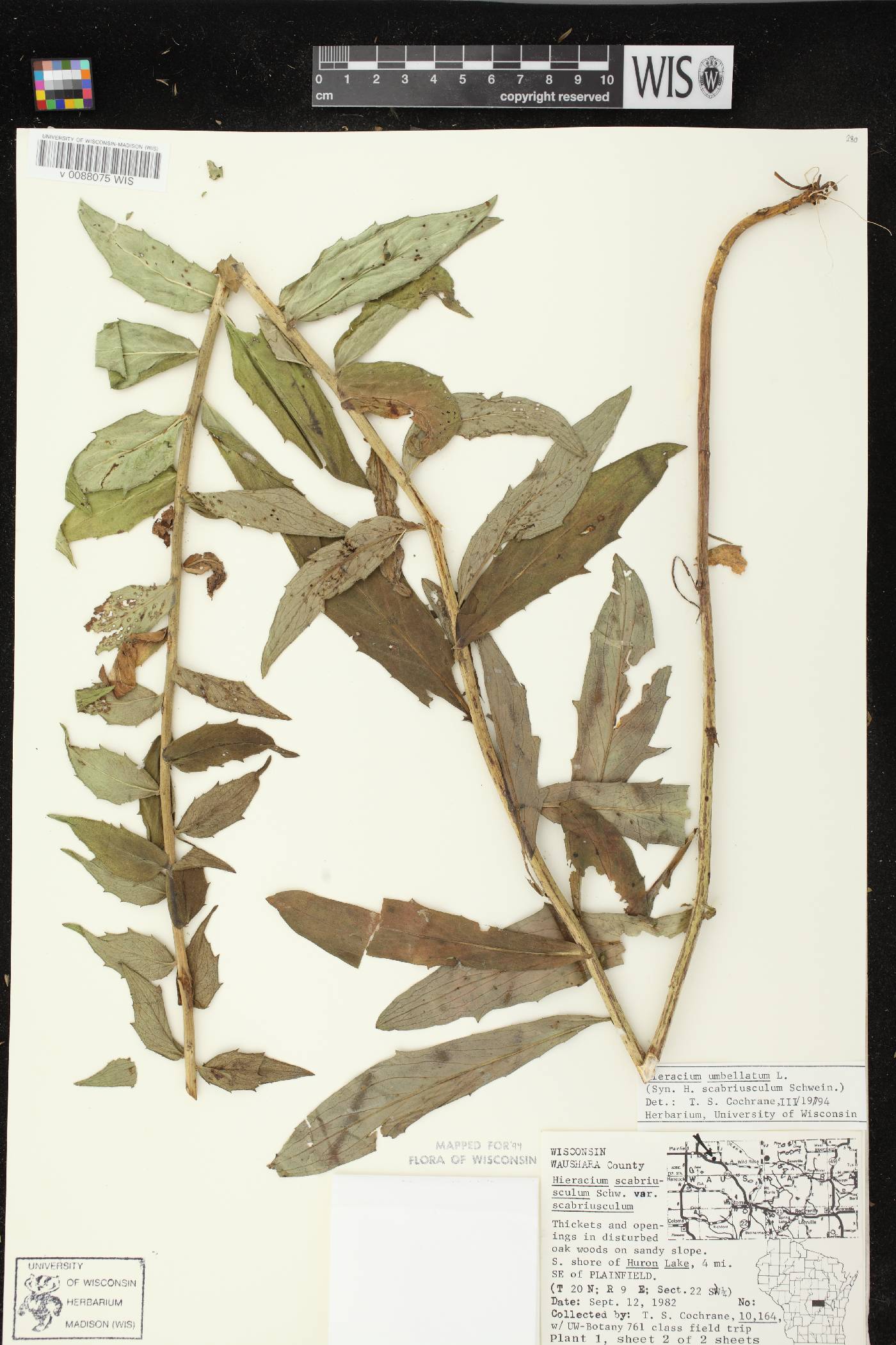 Hieracium umbellatum image