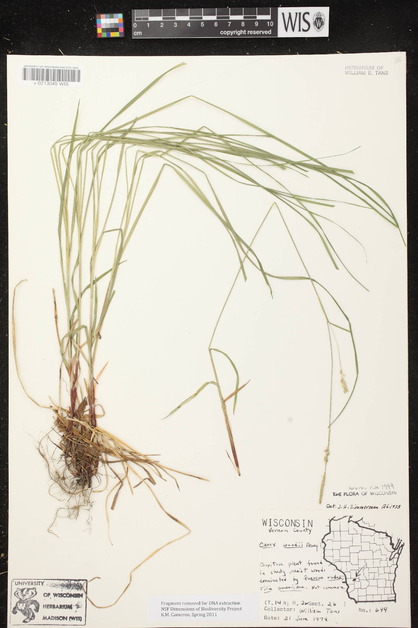 Carex woodii image