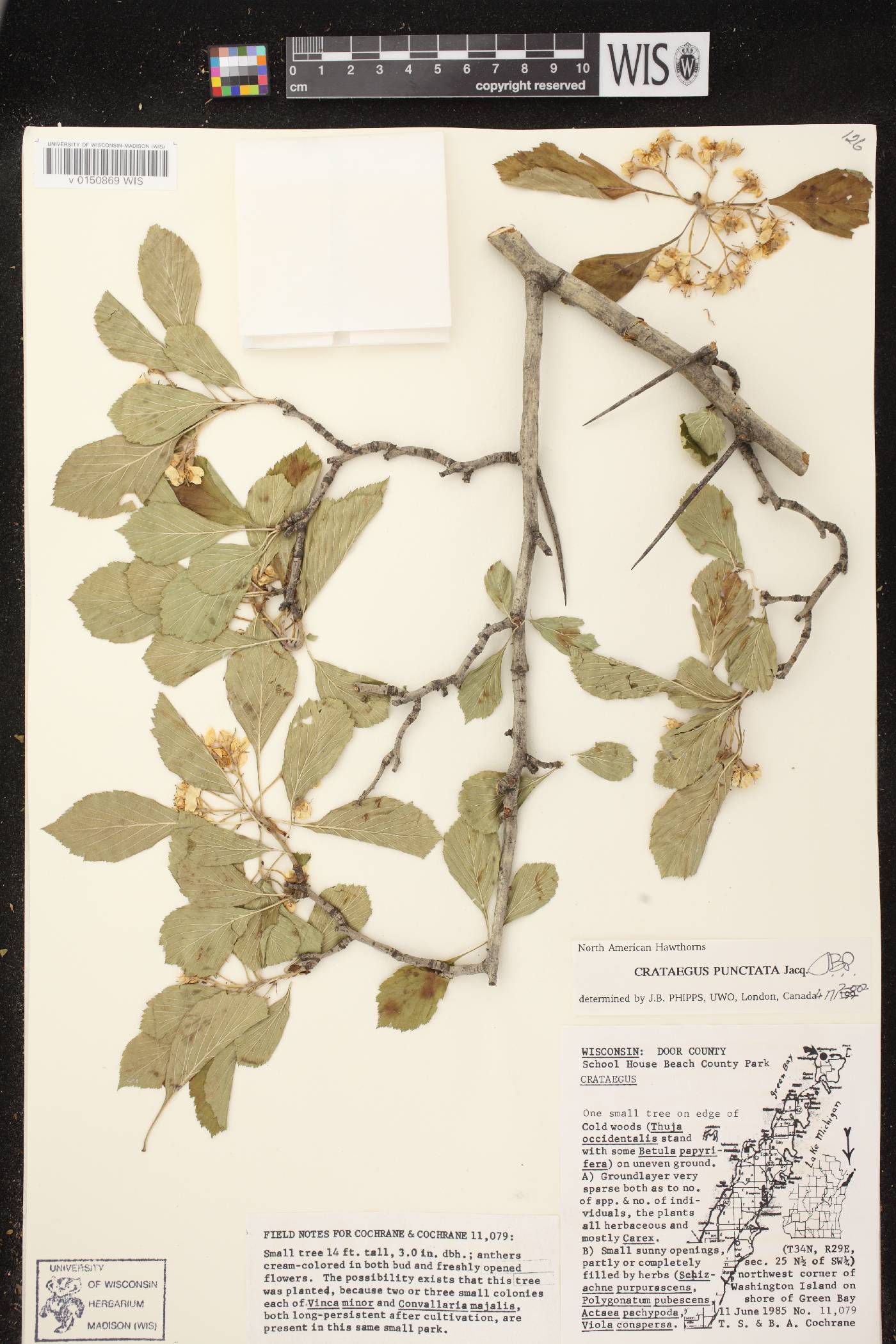 Crataegus punctata image