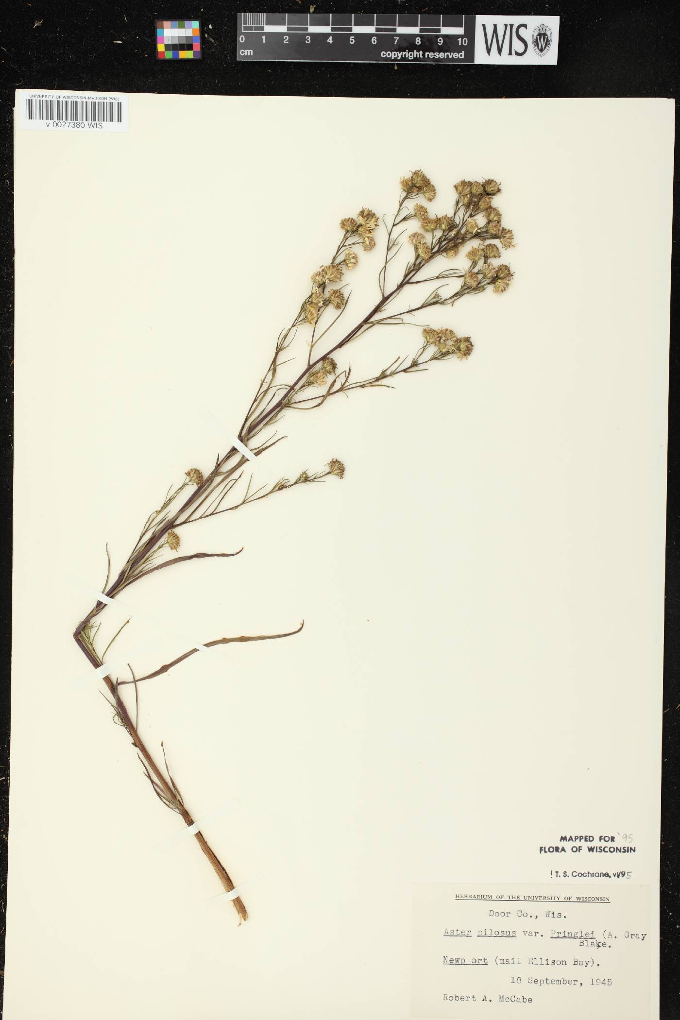 Symphyotrichum pilosum image
