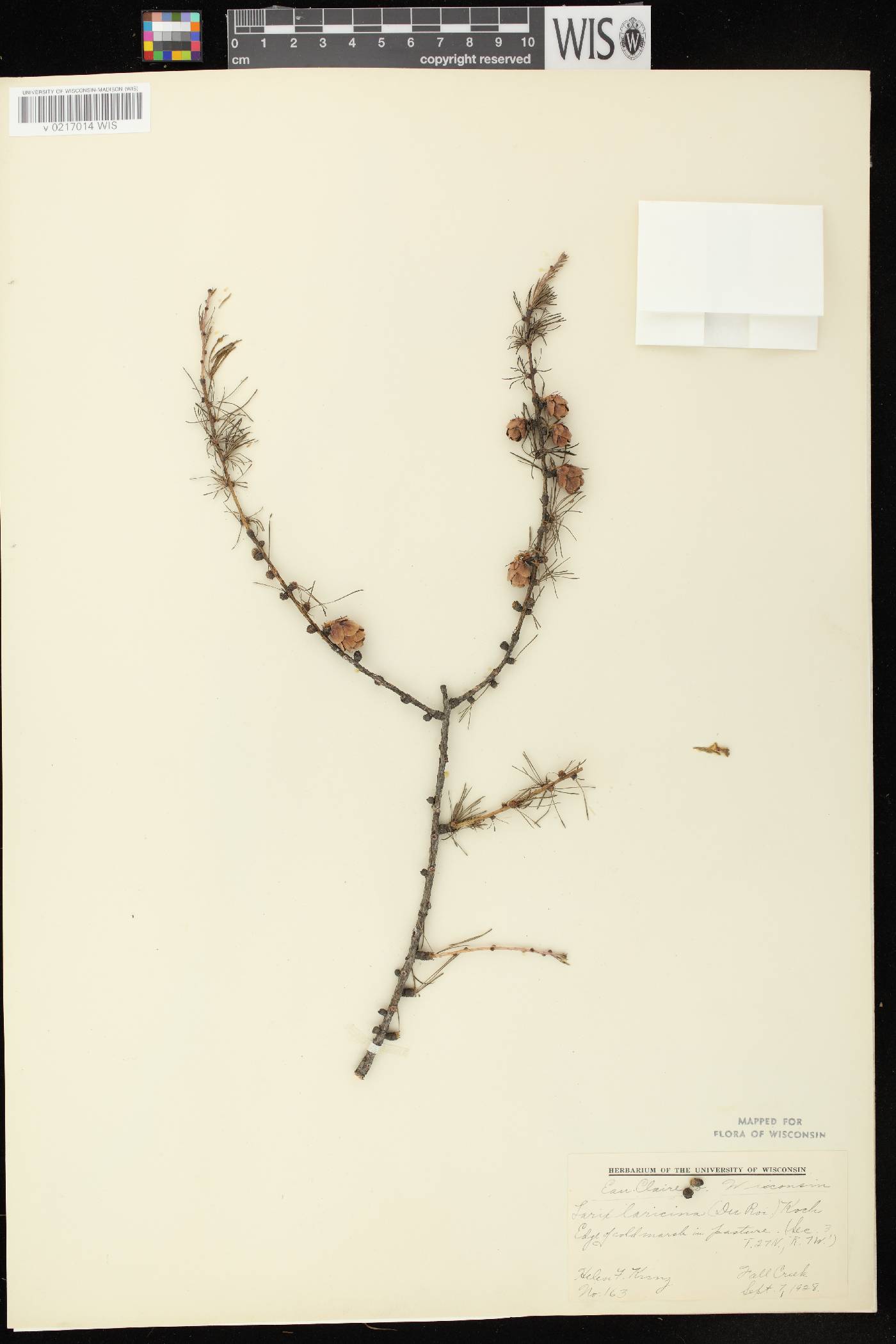 Larix laricina image