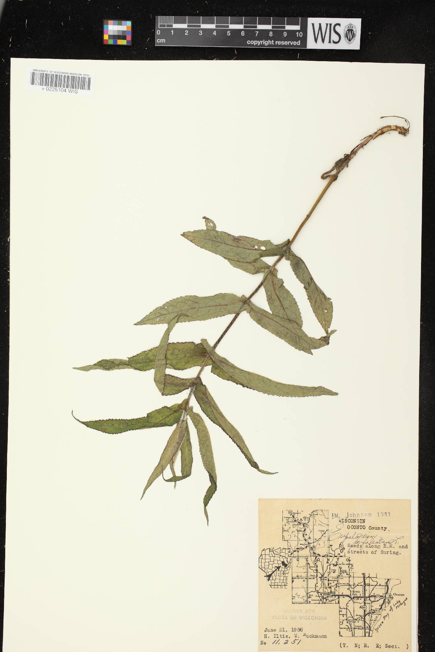 Eupatorium perfoliatum image